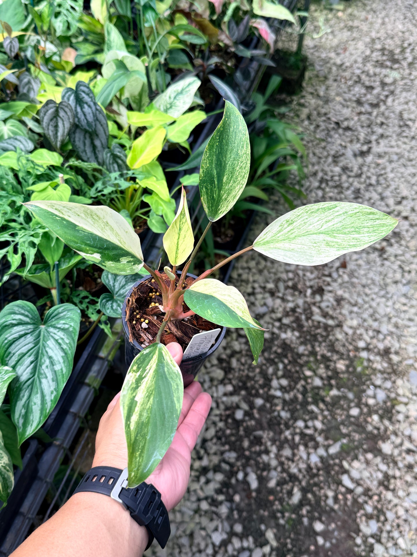 Homalomena 'Tropical Green Variegata' S23