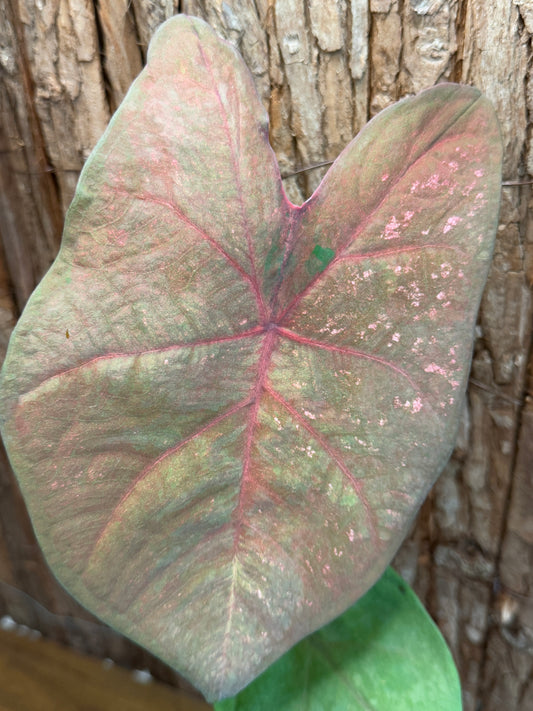 Caladium Brown Tone NOID K55