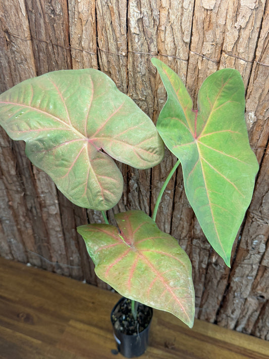 Caladium Brown Tone NOID K53