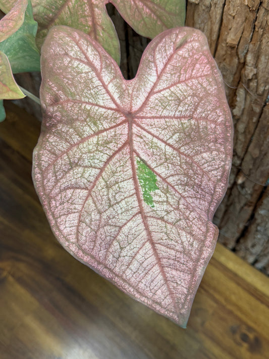 Caladium Burning Heart K61