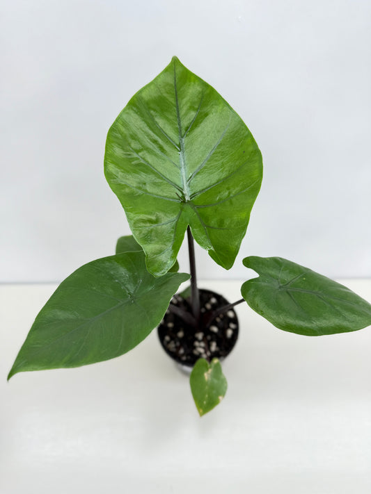 Alocasia Dark Star Z58