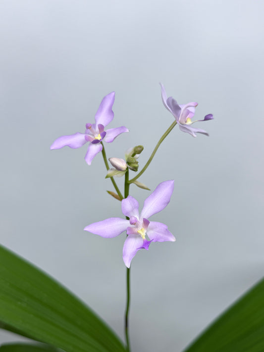Spathoglottis Ground Orchid - Light Pink