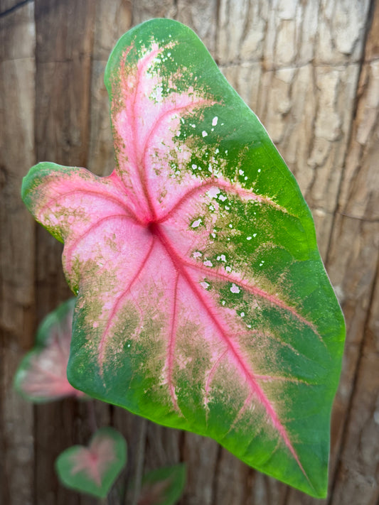 Caladium Ace of Hearts NOID K56