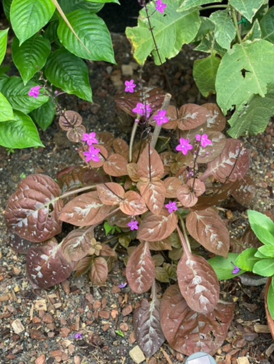 Pseuderanthemum alatum ‘Chocolate Plant’ W13