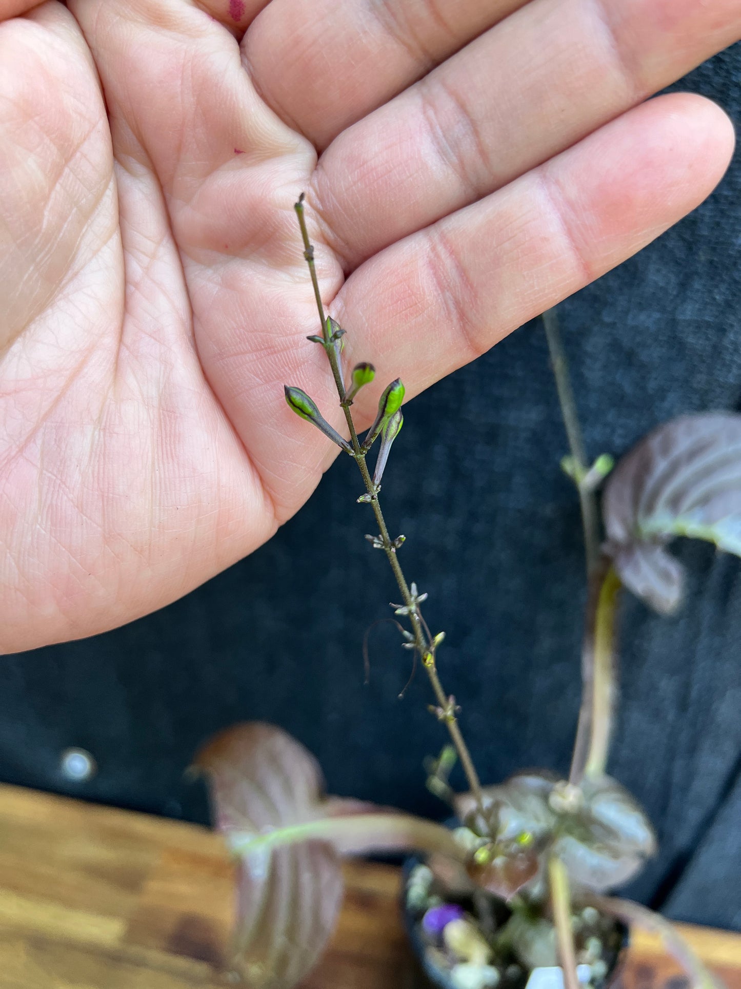 Pseuderanthemum alatum ‘Chocolate Plant’ Z41