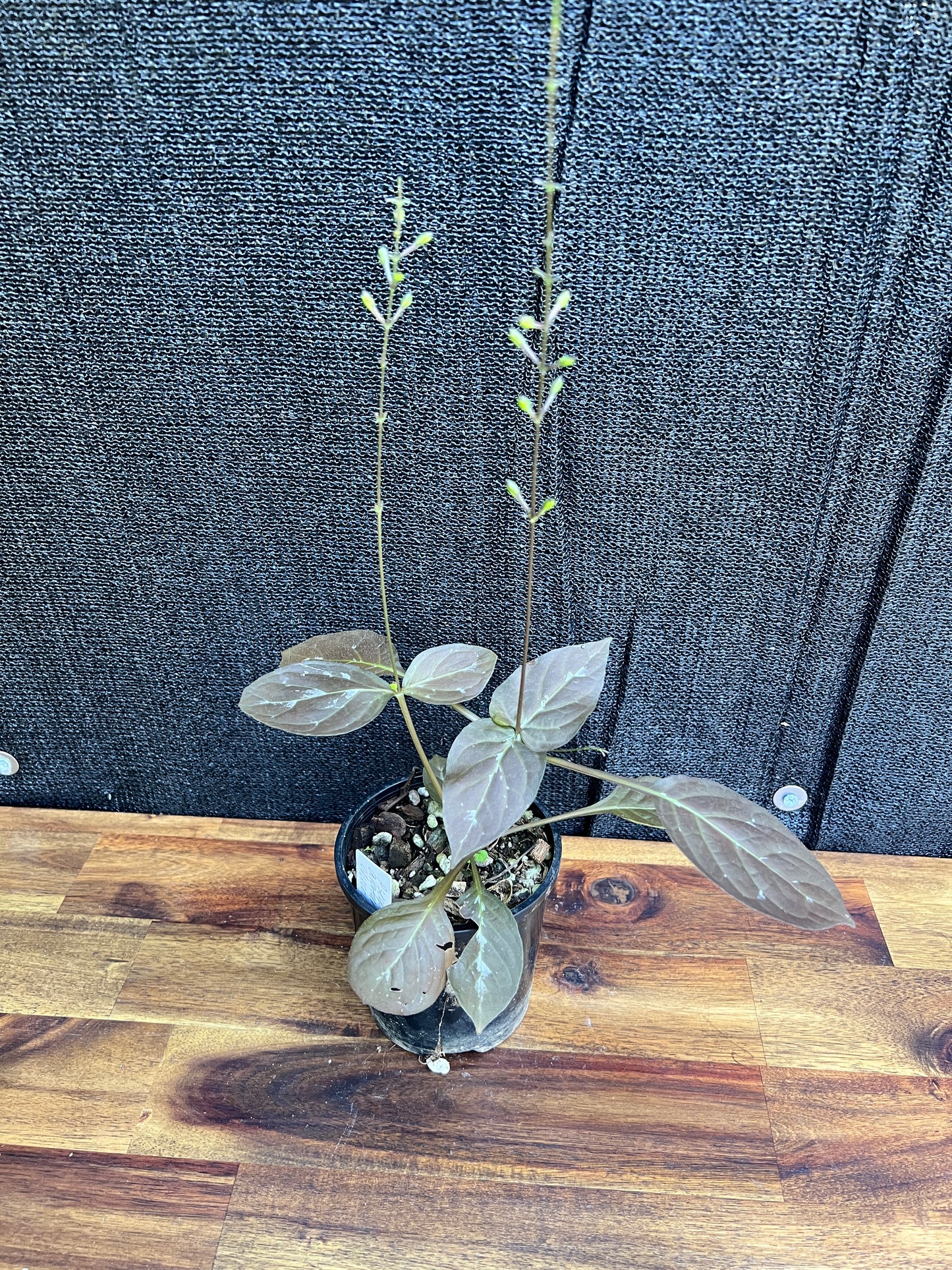 Pseuderanthemum alatum ‘Chocolate Plant’ Z42