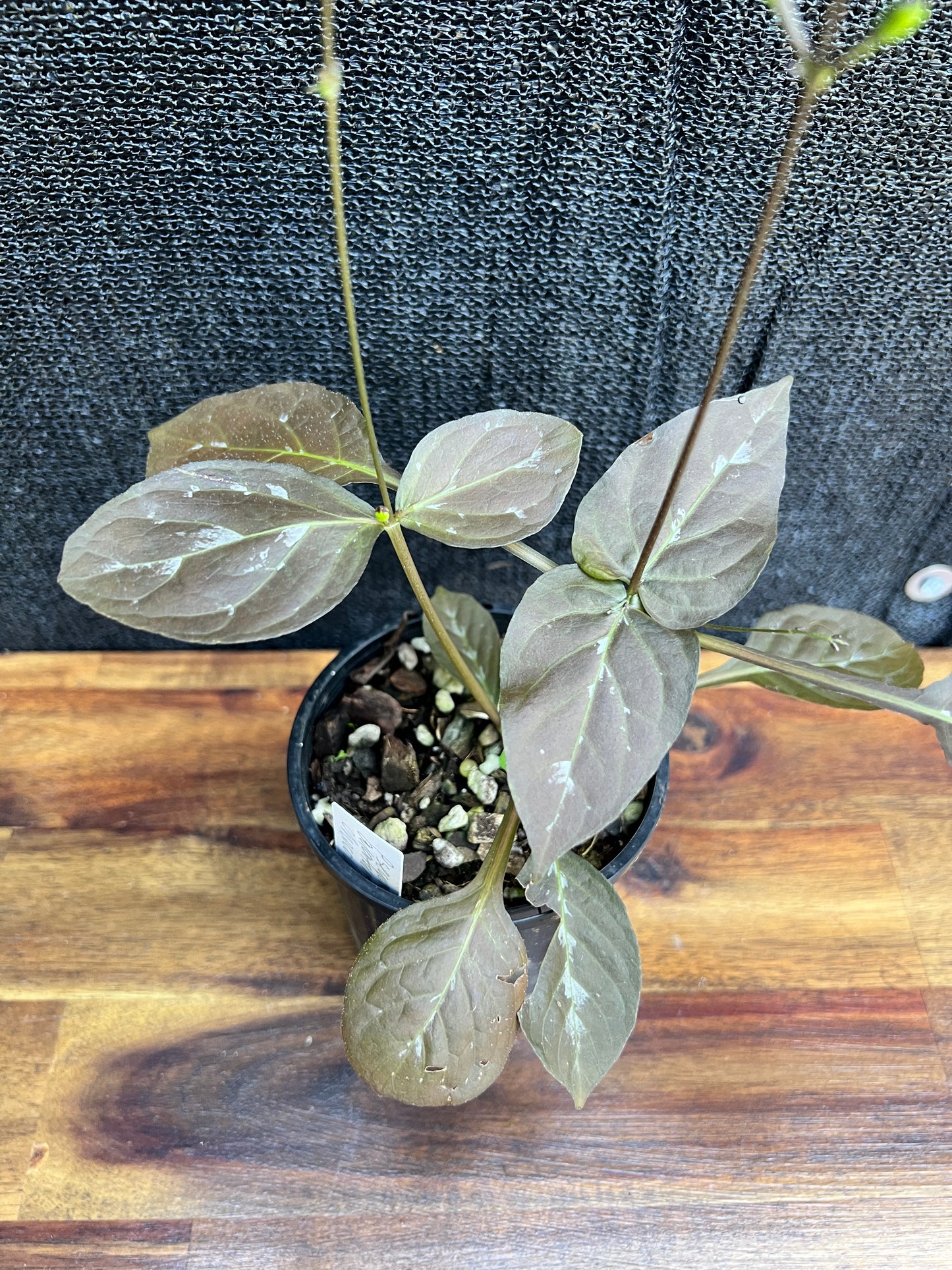 Pseuderanthemum alatum ‘Chocolate Plant’ Z42