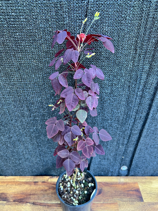 Oxalis header ‘Fire Fern’ Z45