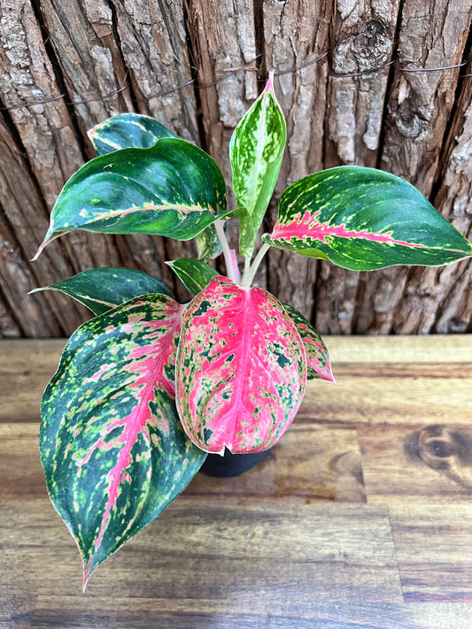 Aglaonema Mutated Red Boxer - Rarely Offered C171