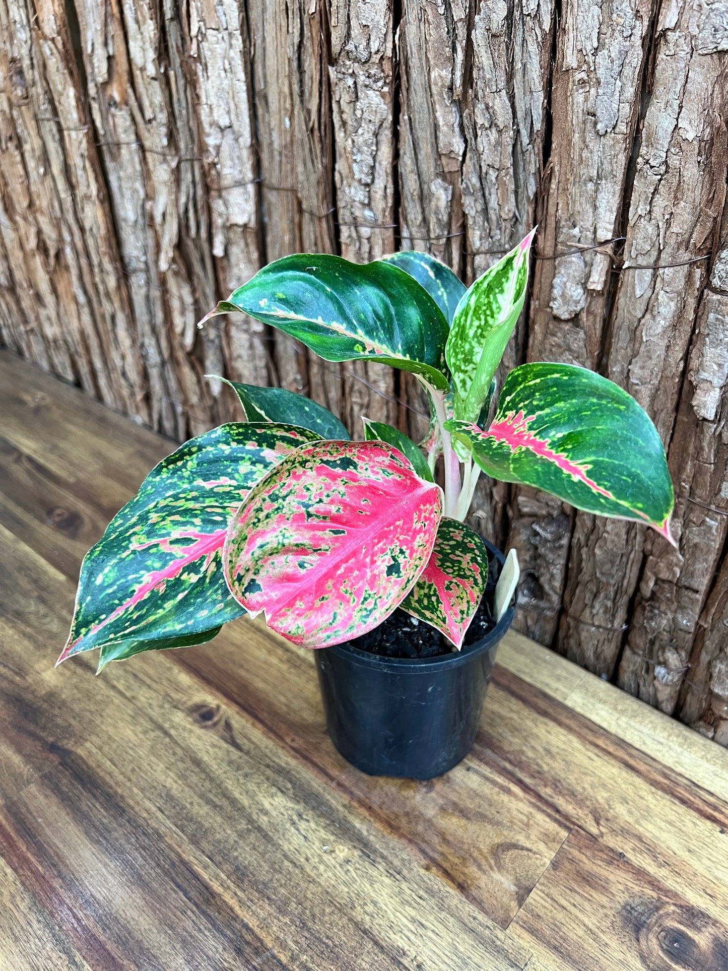 Aglaonema Mutated Red Boxer - Rarely Offered C171