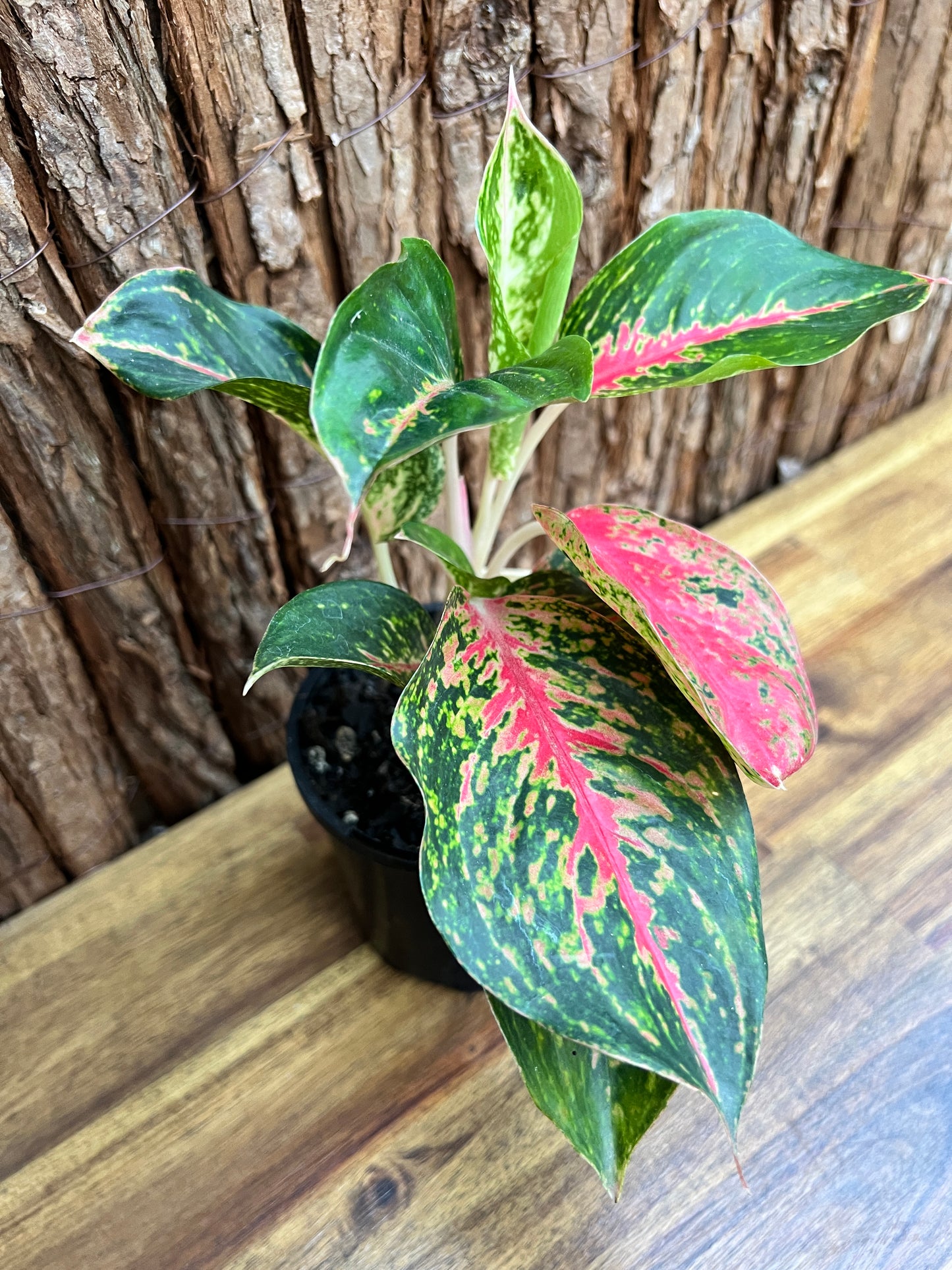 Aglaonema Mutated Red Boxer - Rarely Offered C171