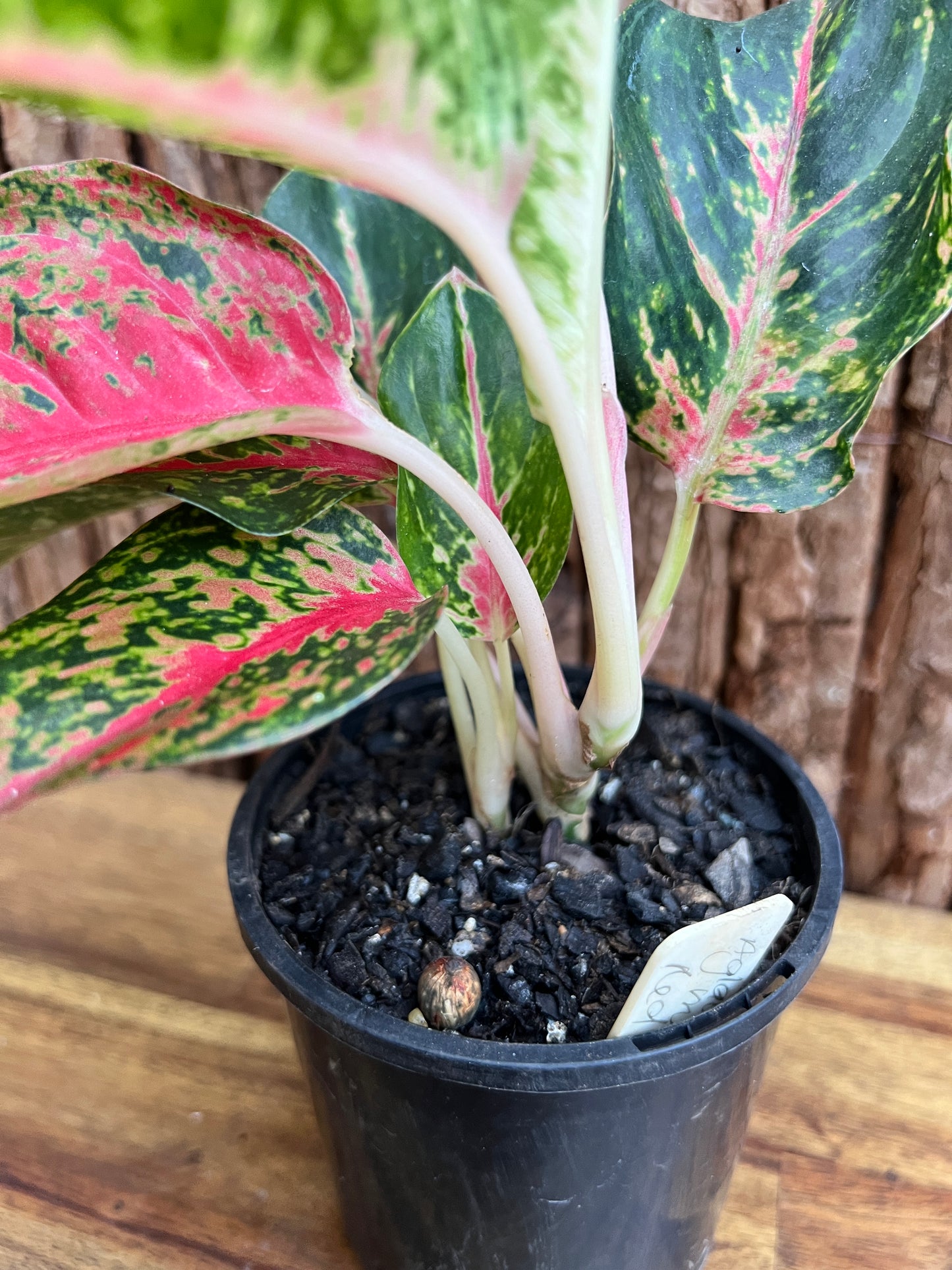 Aglaonema Mutated Red Boxer - Rarely Offered C171