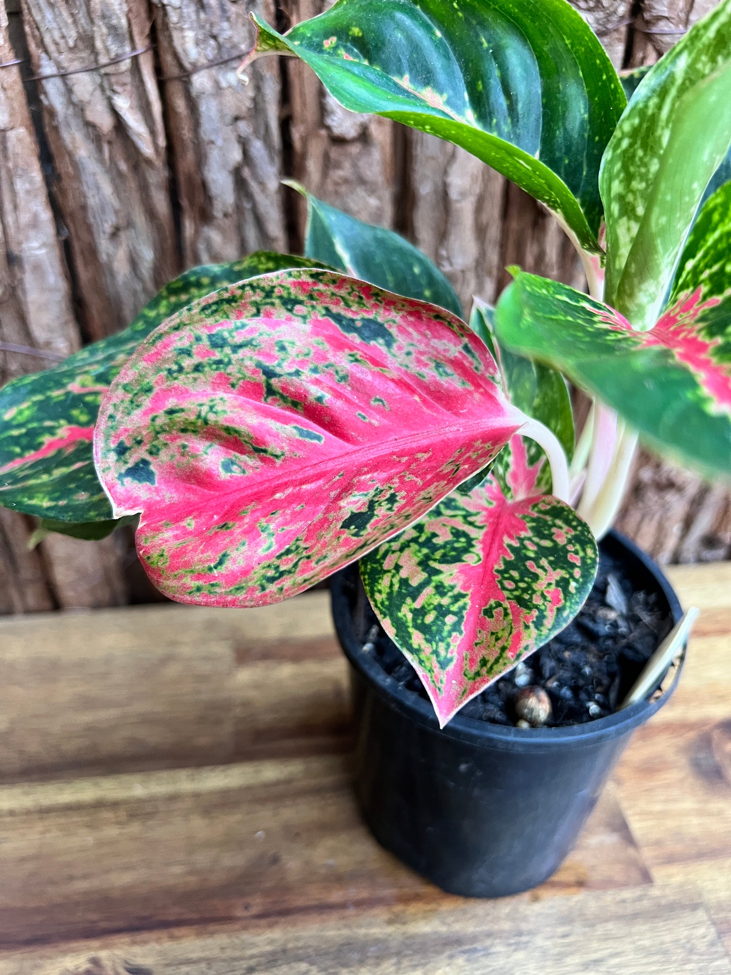 Aglaonema Mutated Red Boxer - Rarely Offered C171