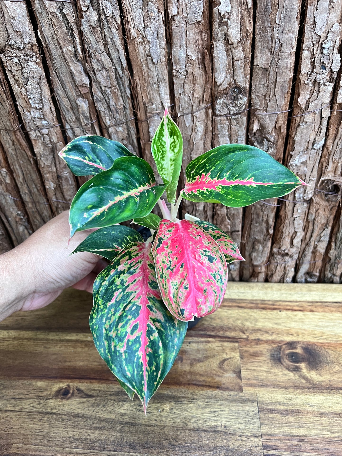 Aglaonema Mutated Red Boxer - Rarely Offered C171