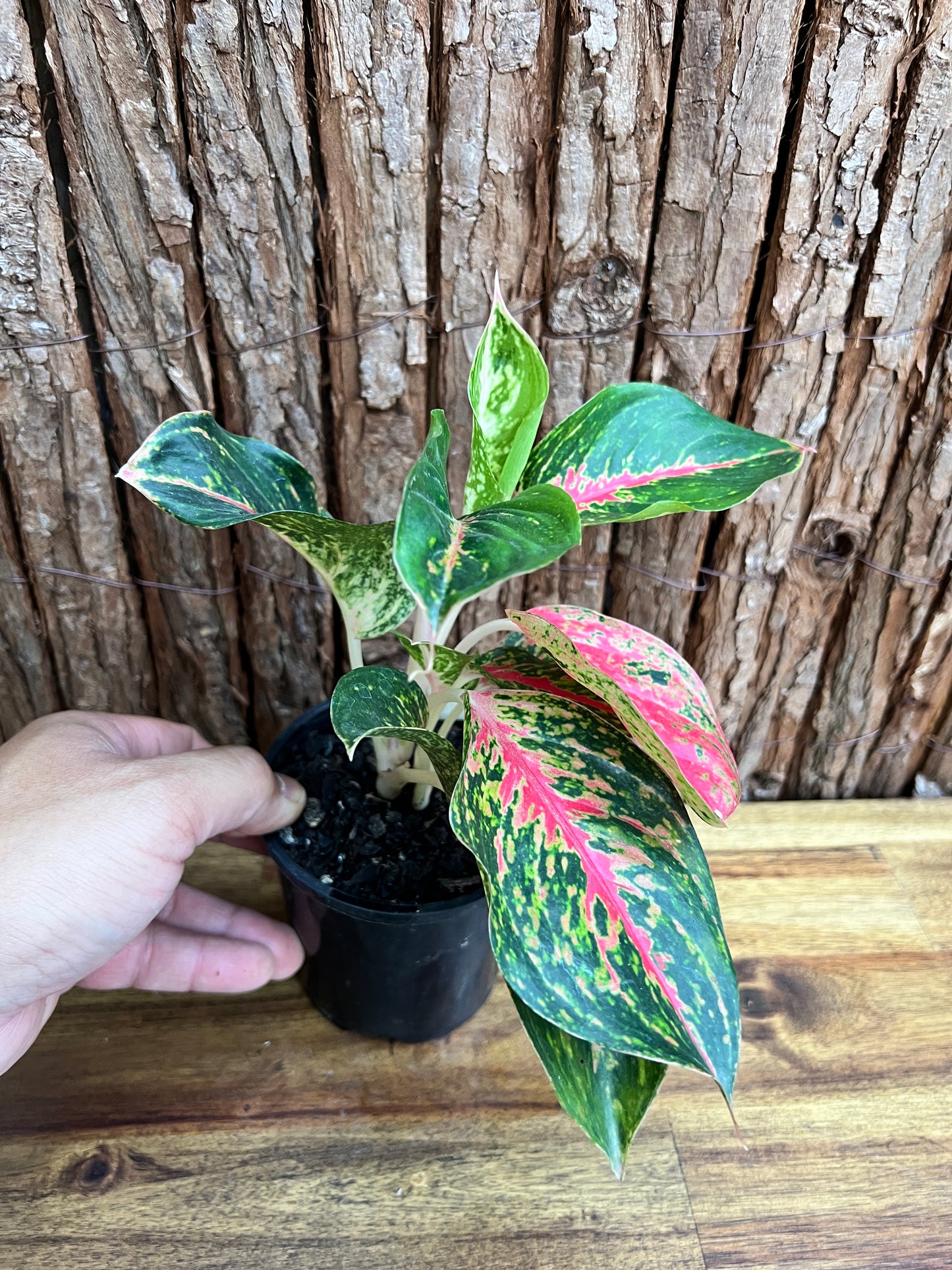 Aglaonema Mutated Red Boxer - Rarely Offered C171