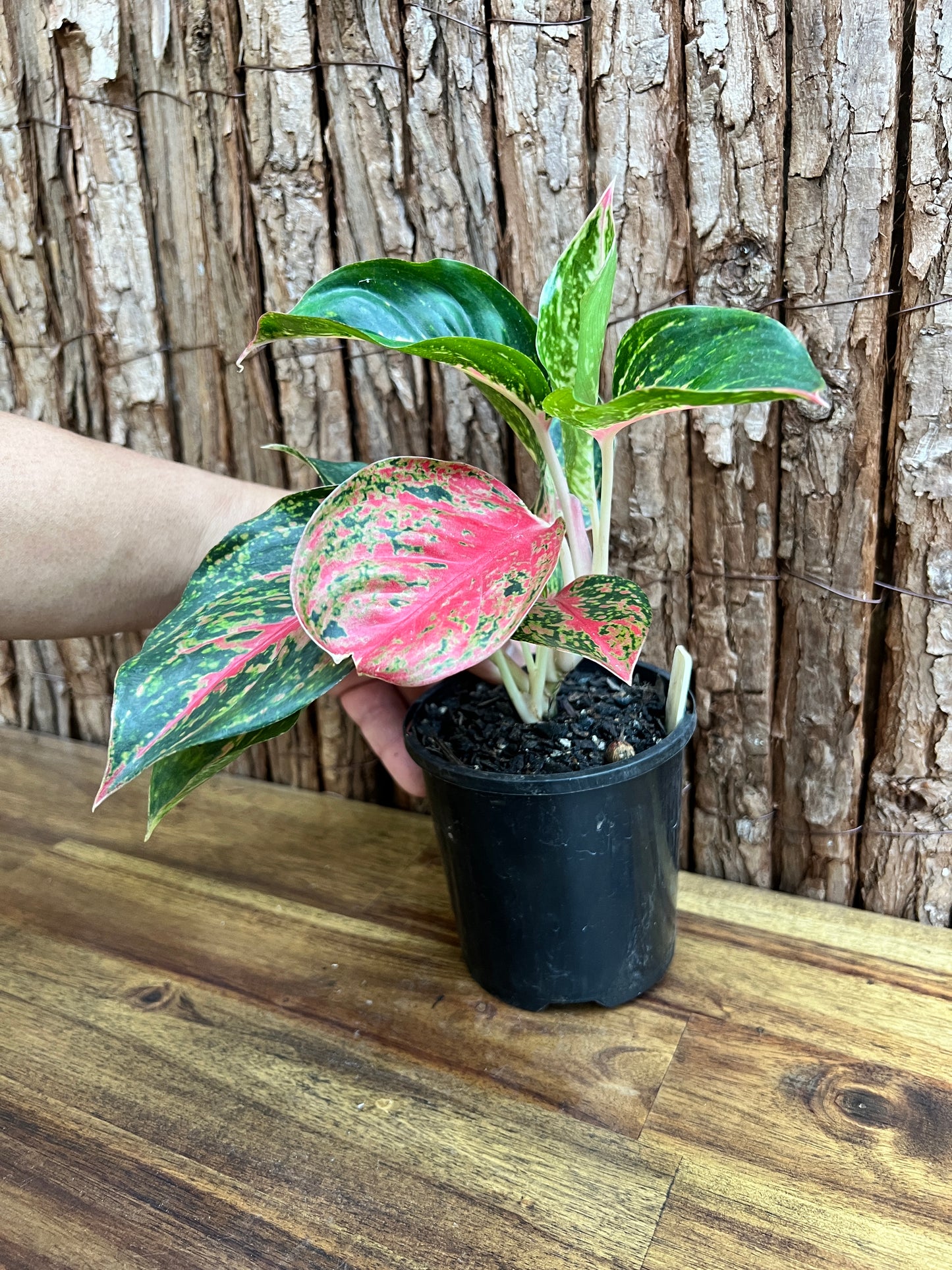 Aglaonema Mutated Red Boxer - Rarely Offered C171