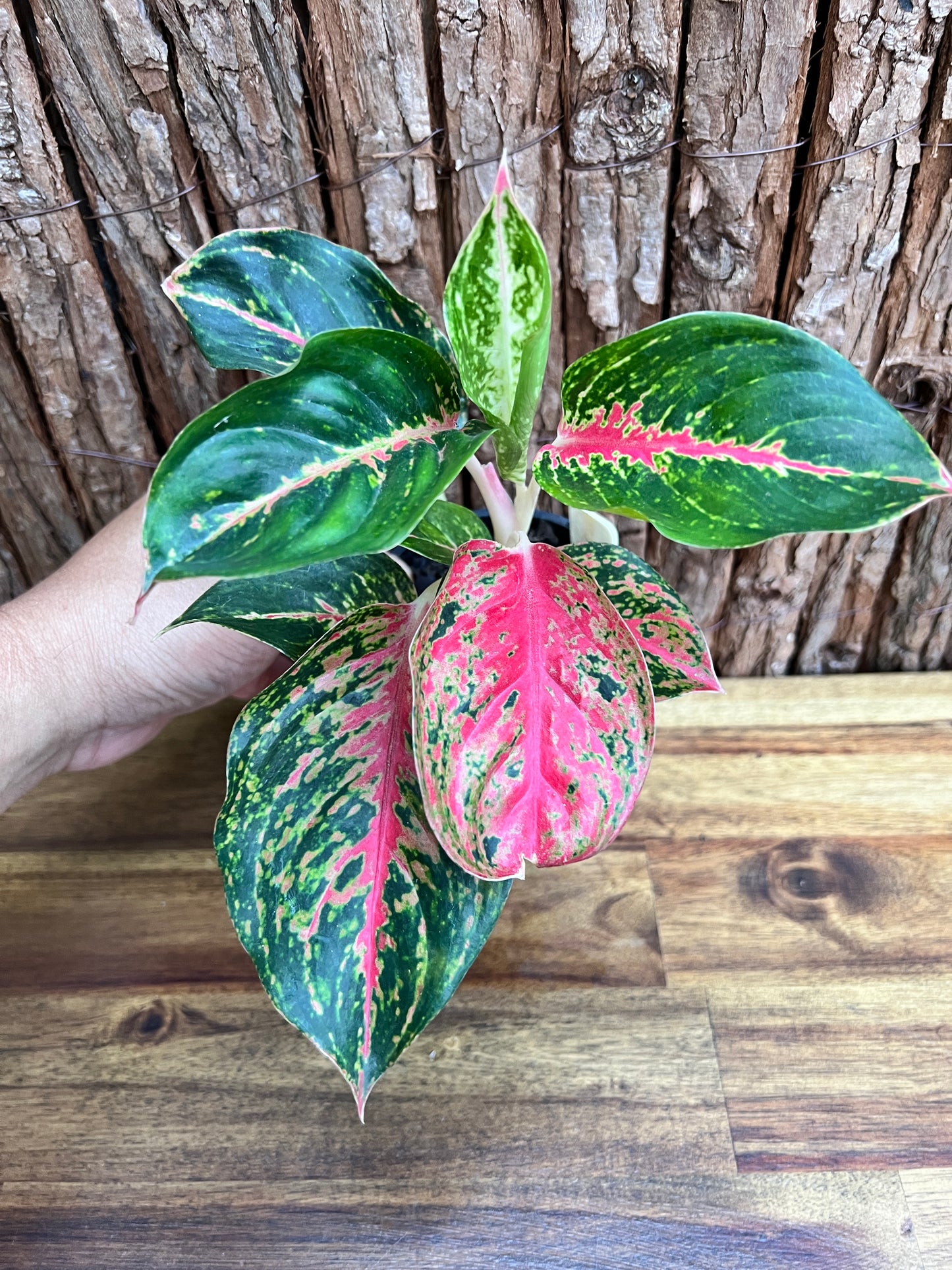 Aglaonema Mutated Red Boxer - Rarely Offered C171