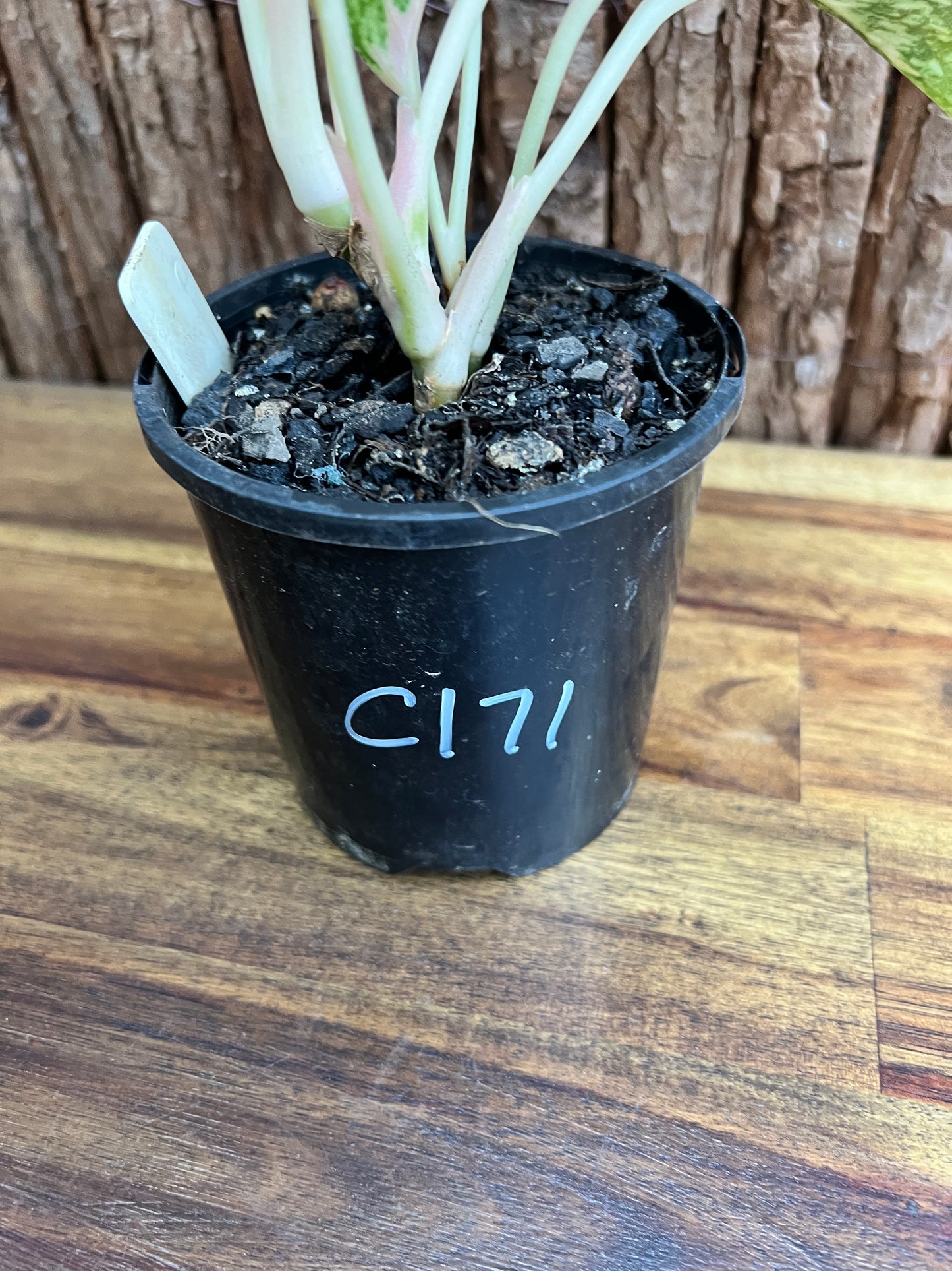 Aglaonema Mutated Red Boxer - Rarely Offered C171