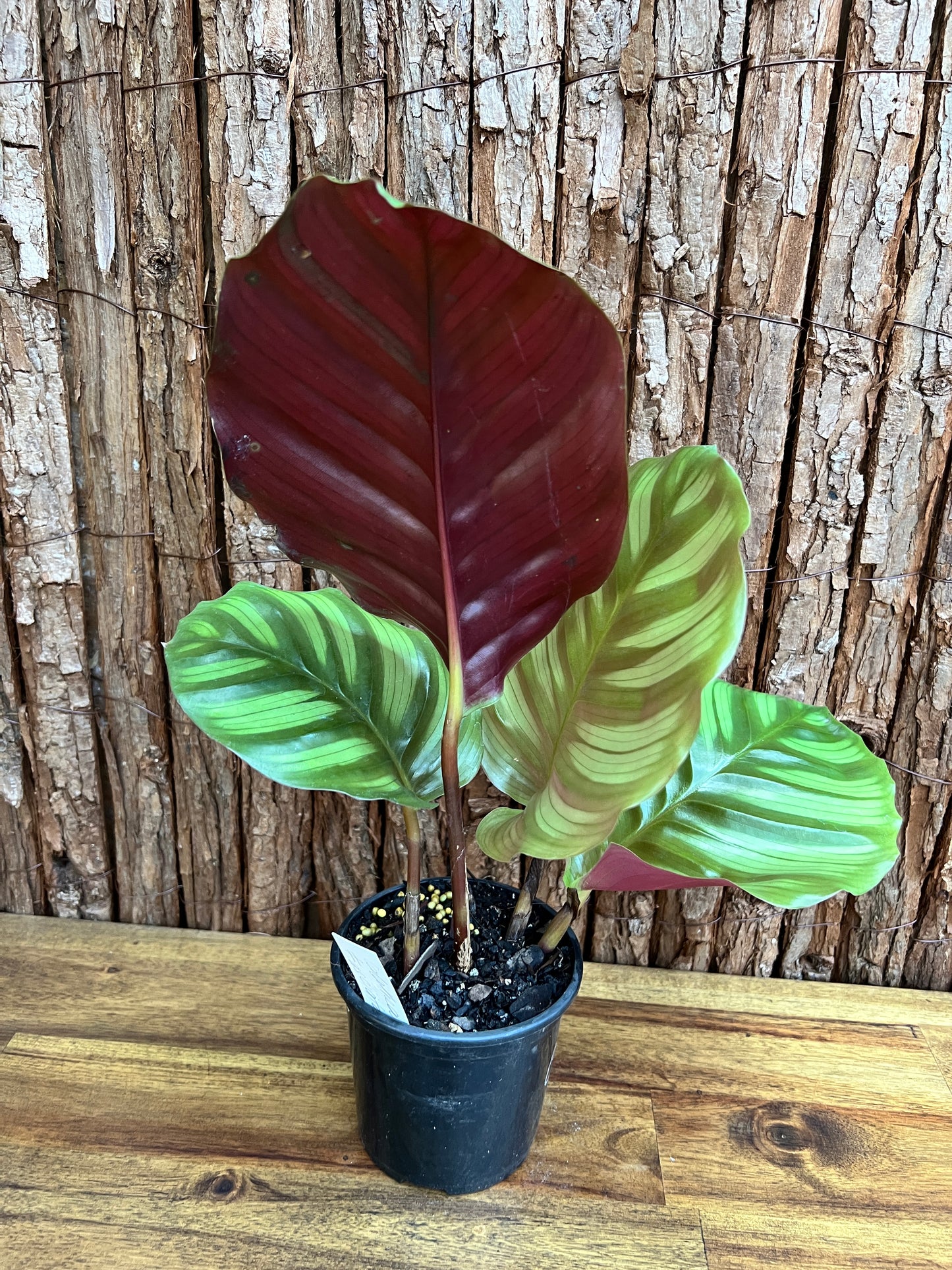 Calathea fasciata C172