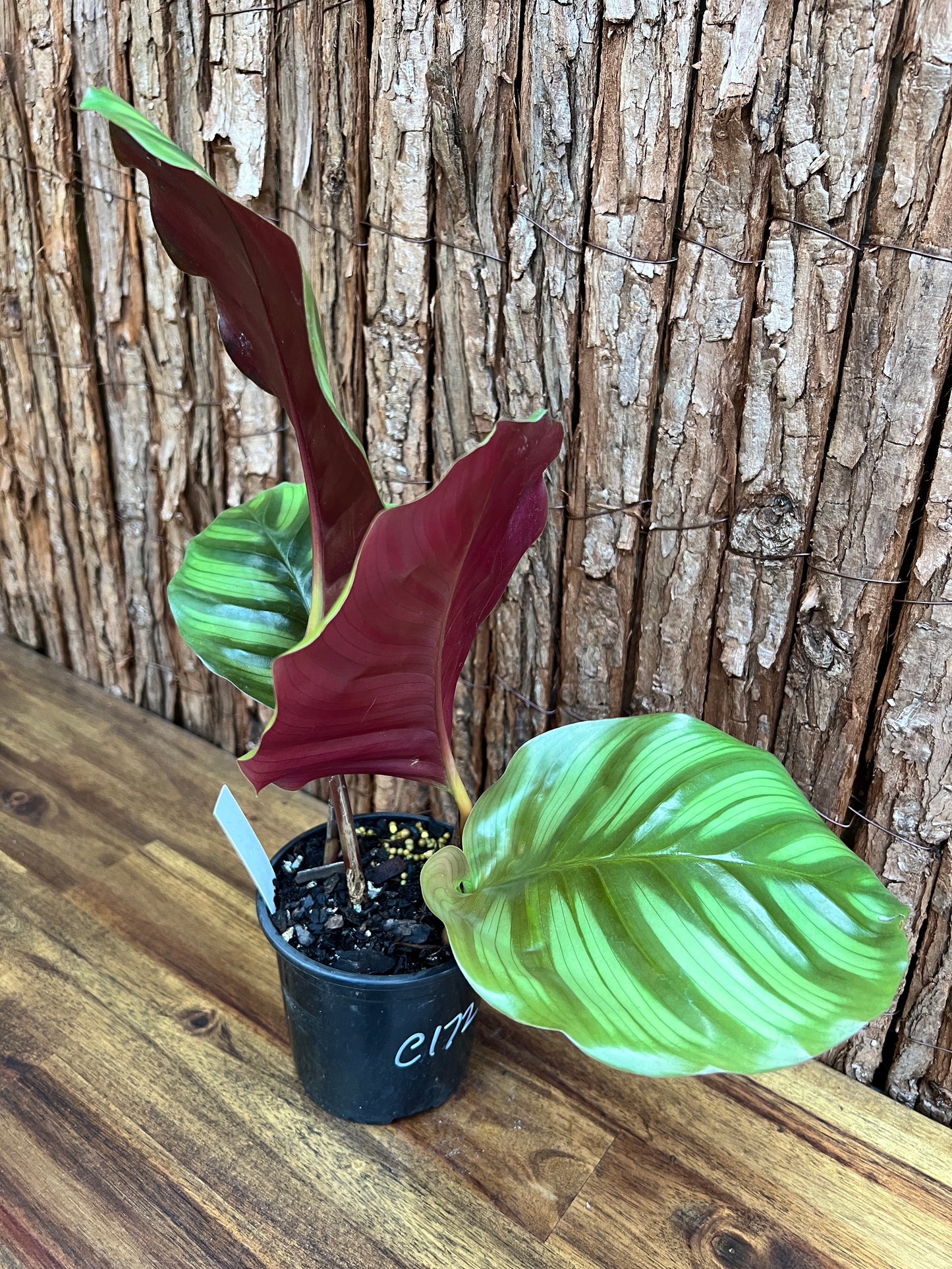 Calathea fasciata C172