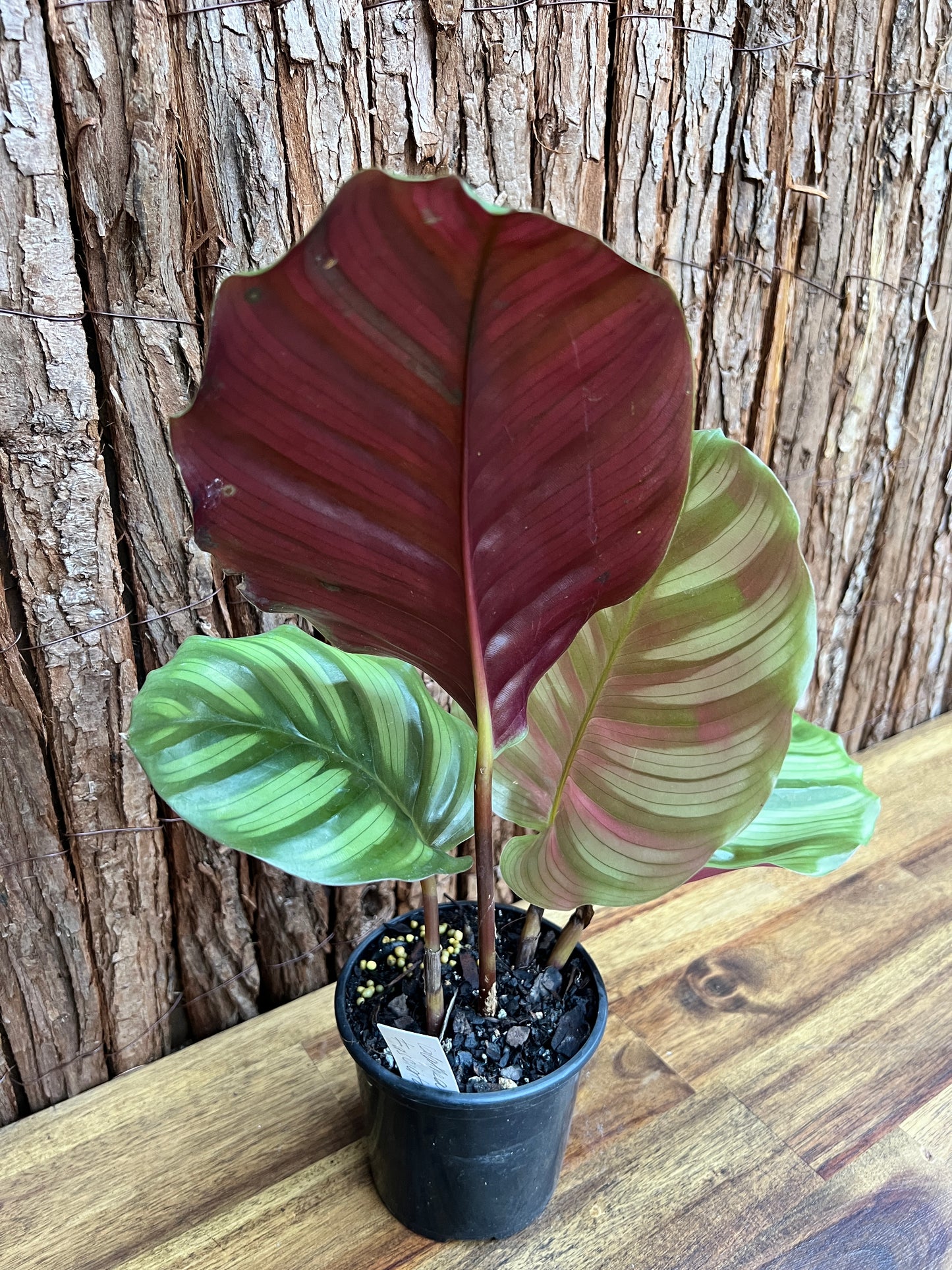 Calathea fasciata C172