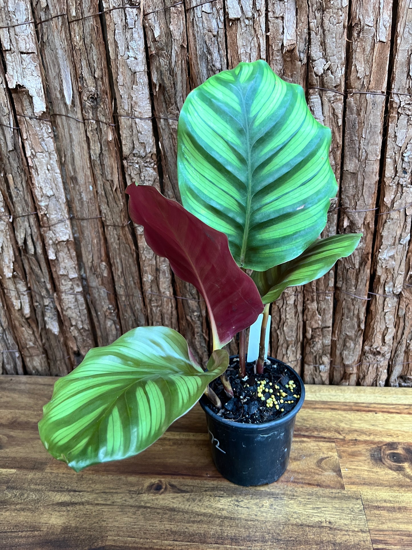 Calathea fasciata C172