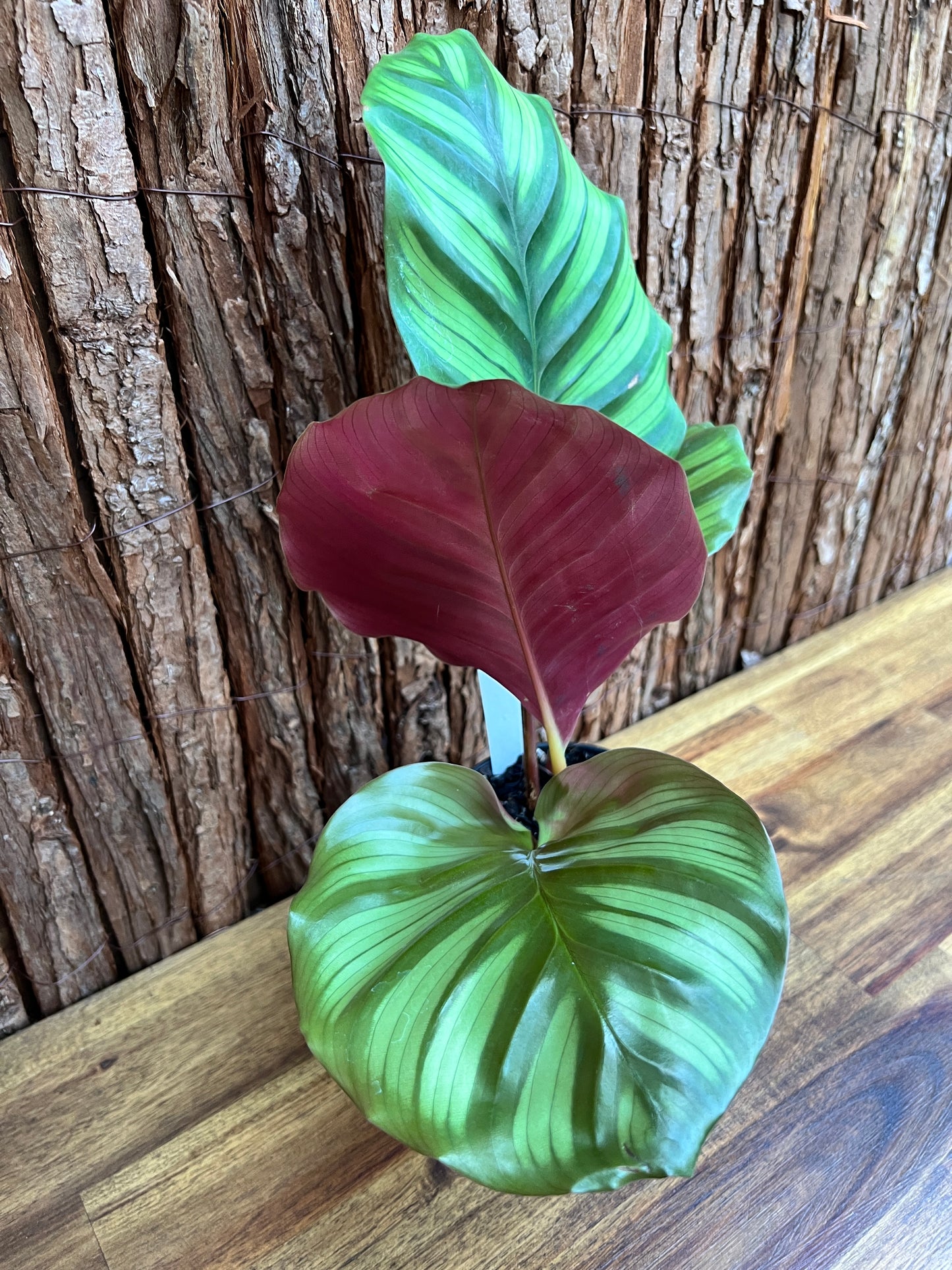 Calathea fasciata C172