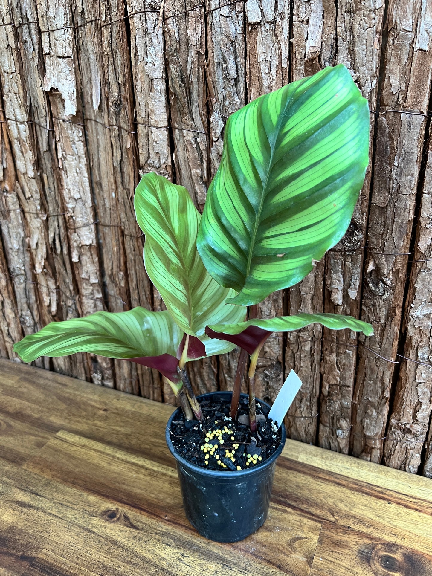 Calathea fasciata C172