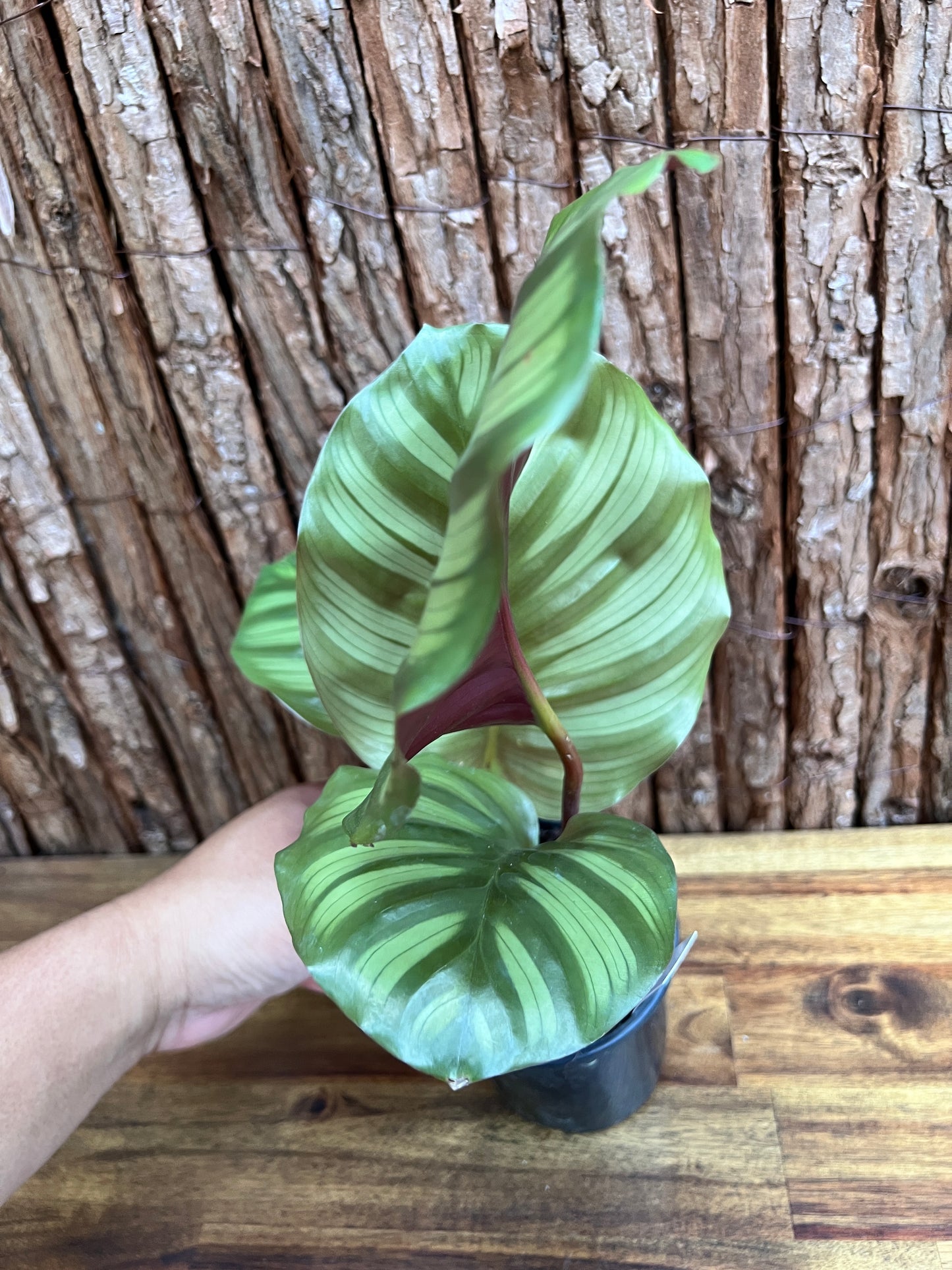 Calathea fasciata C172