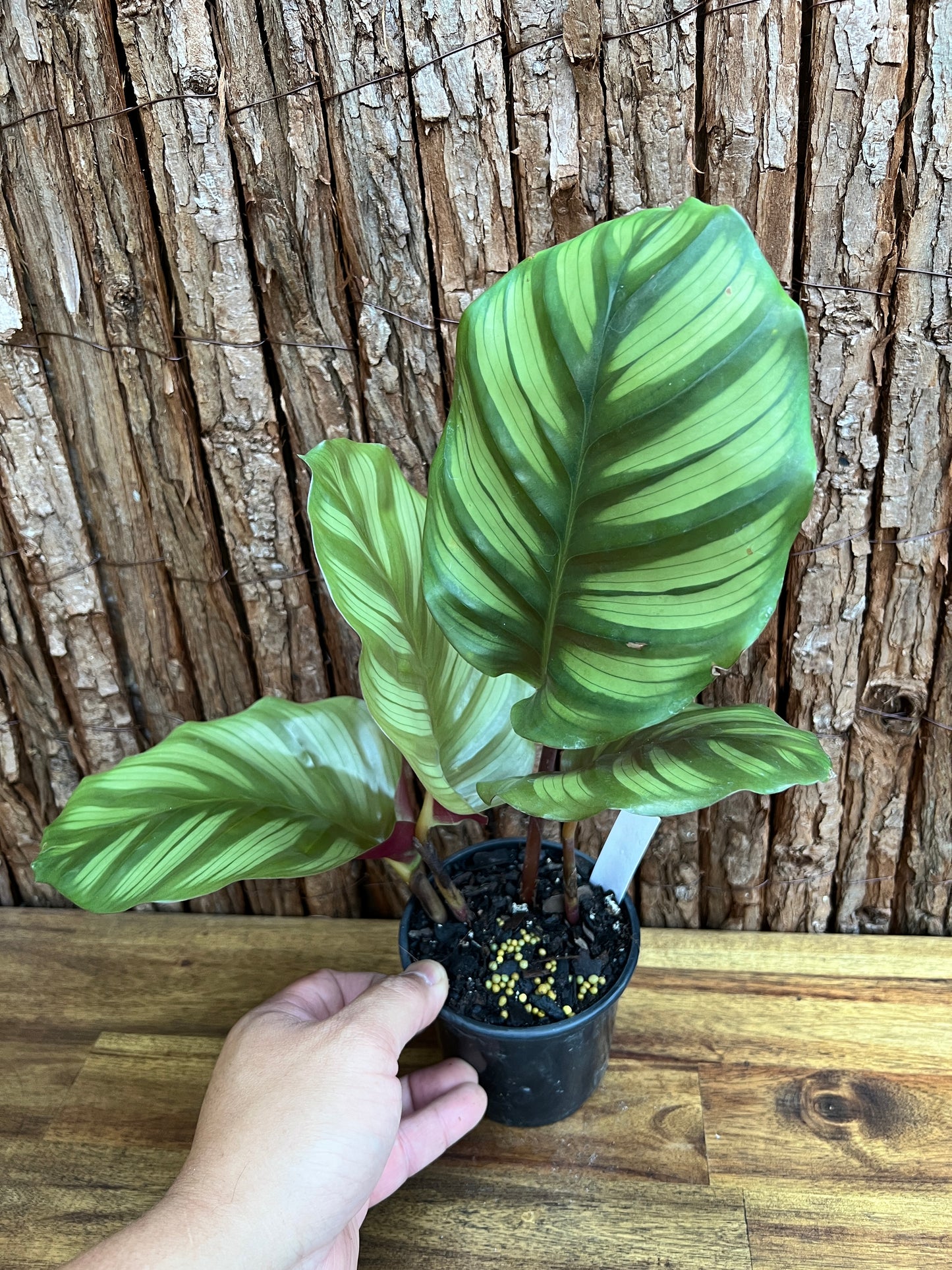 Calathea fasciata C172