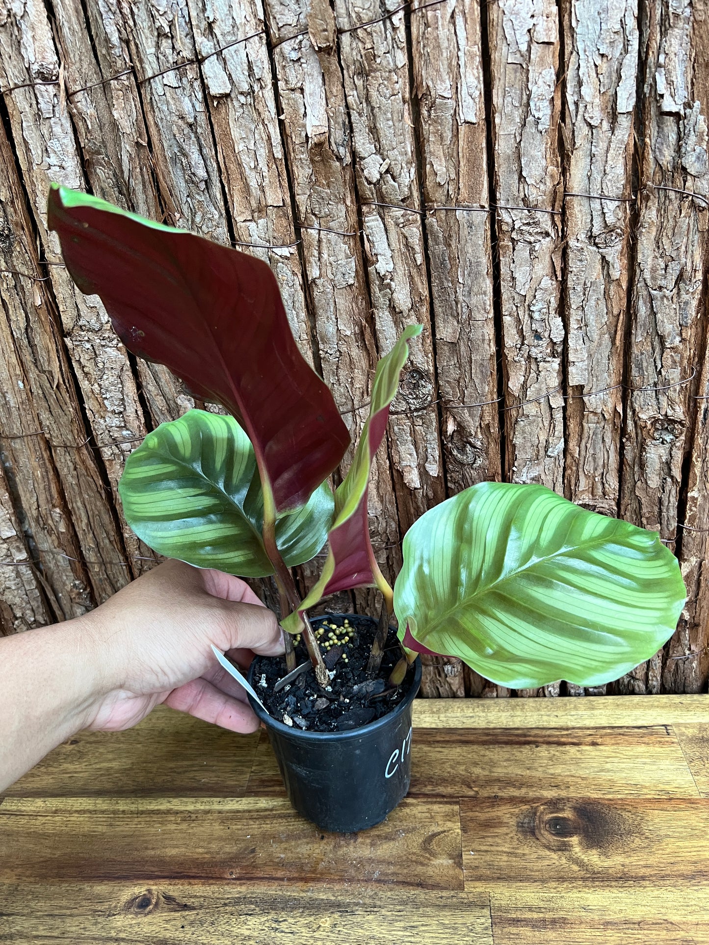 Calathea fasciata C172