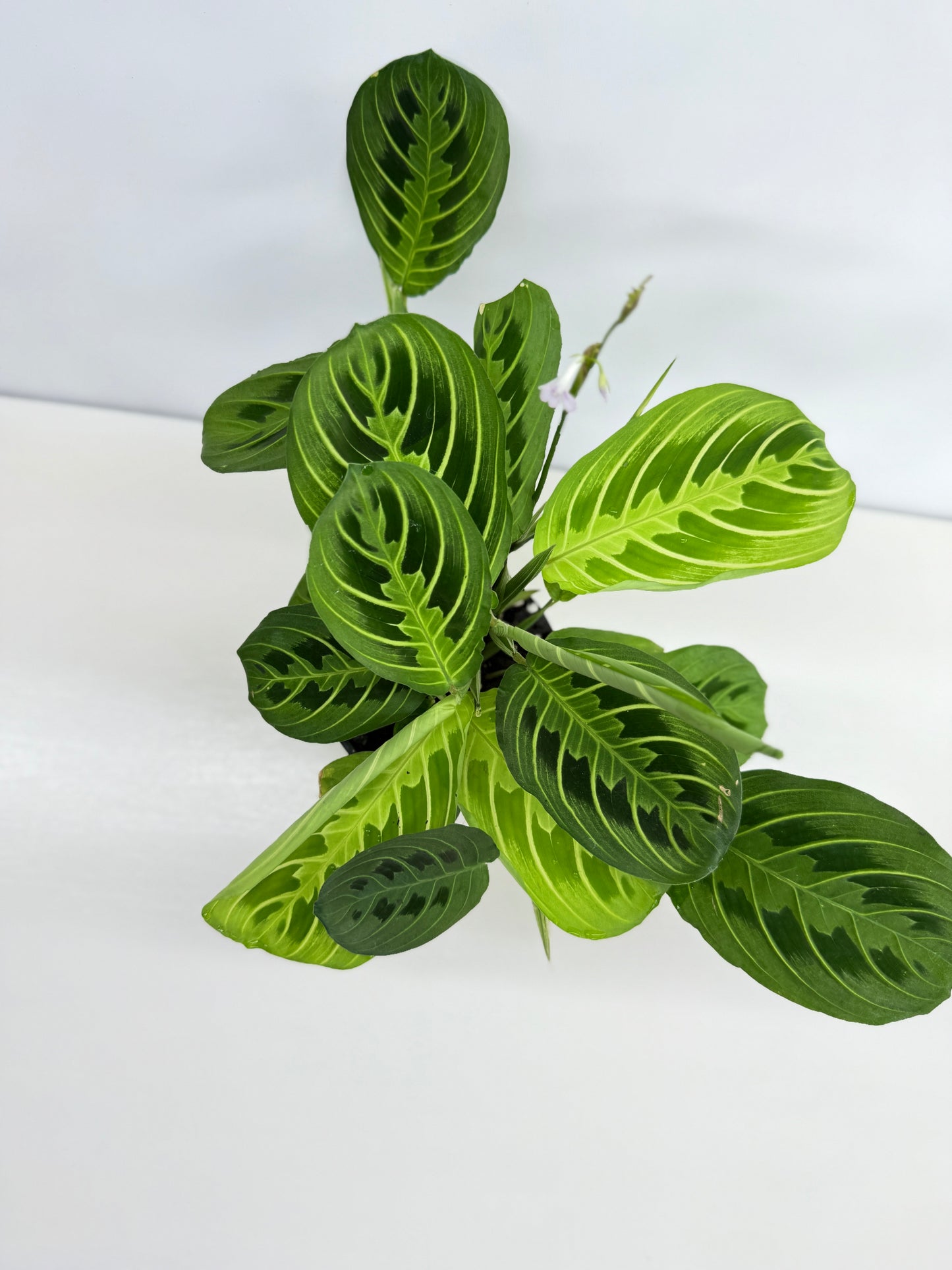 Maranta leuconeura Lemon Lime Z73