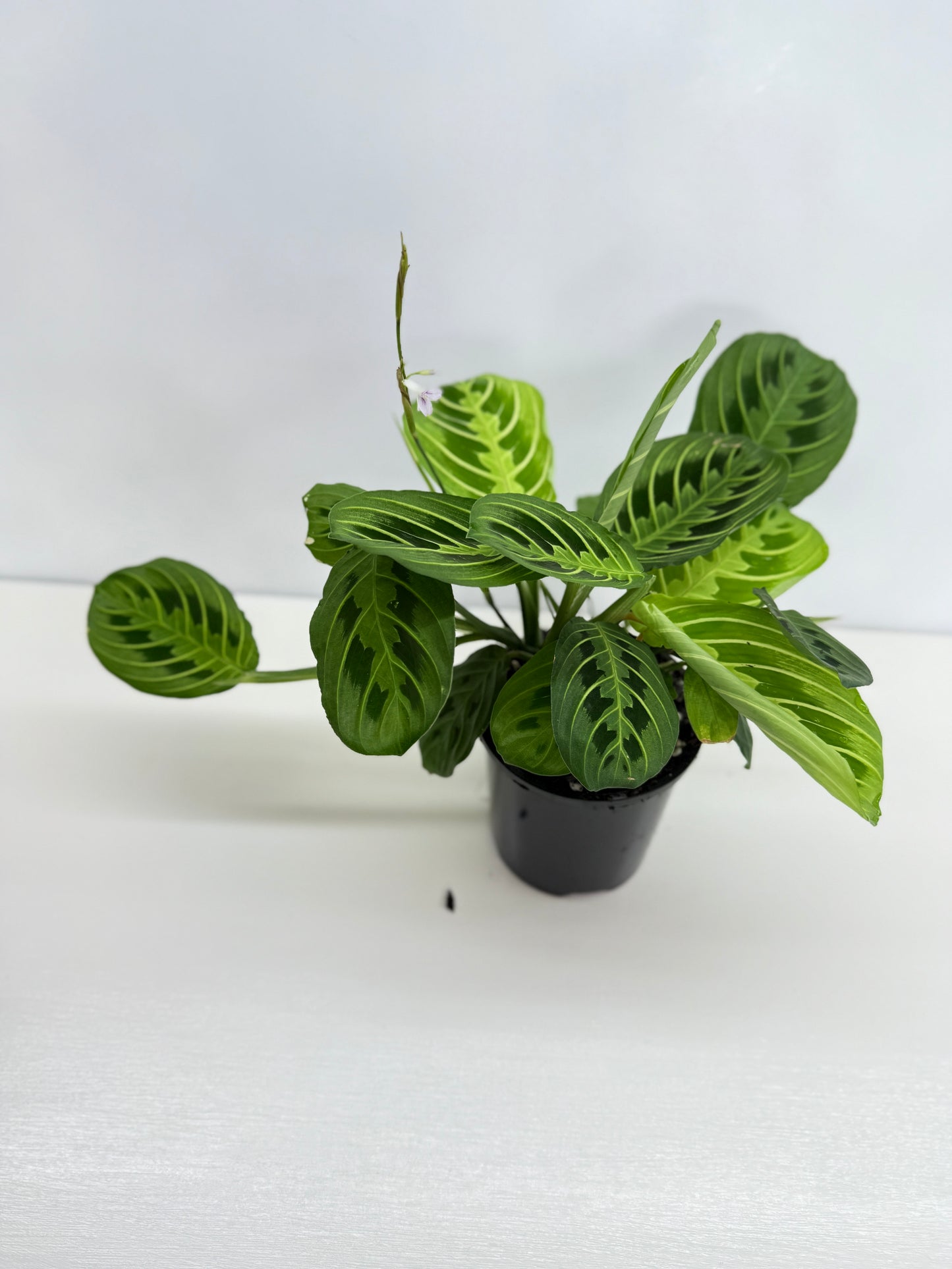 Maranta leuconeura Lemon Lime Z73