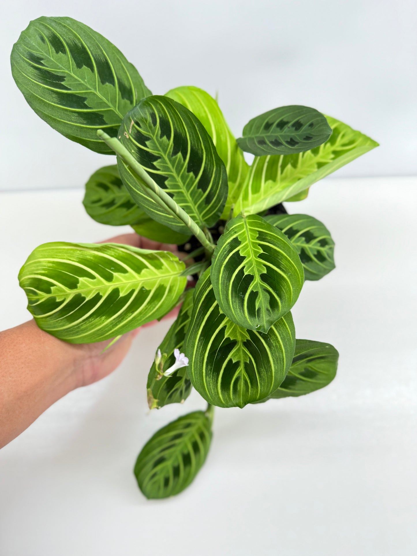 Maranta leuconeura Lemon Lime Z73
