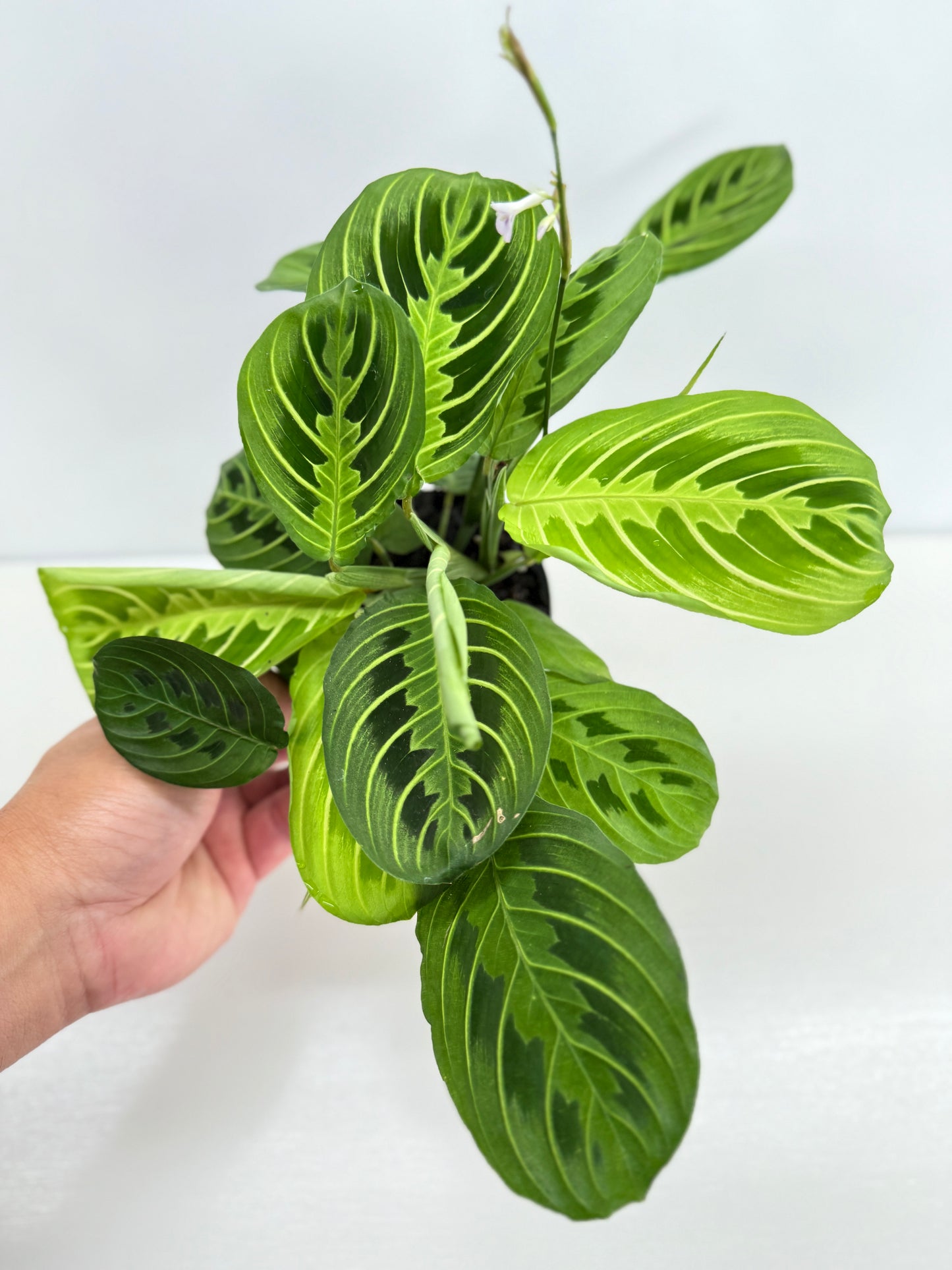 Maranta leuconeura Lemon Lime Z73