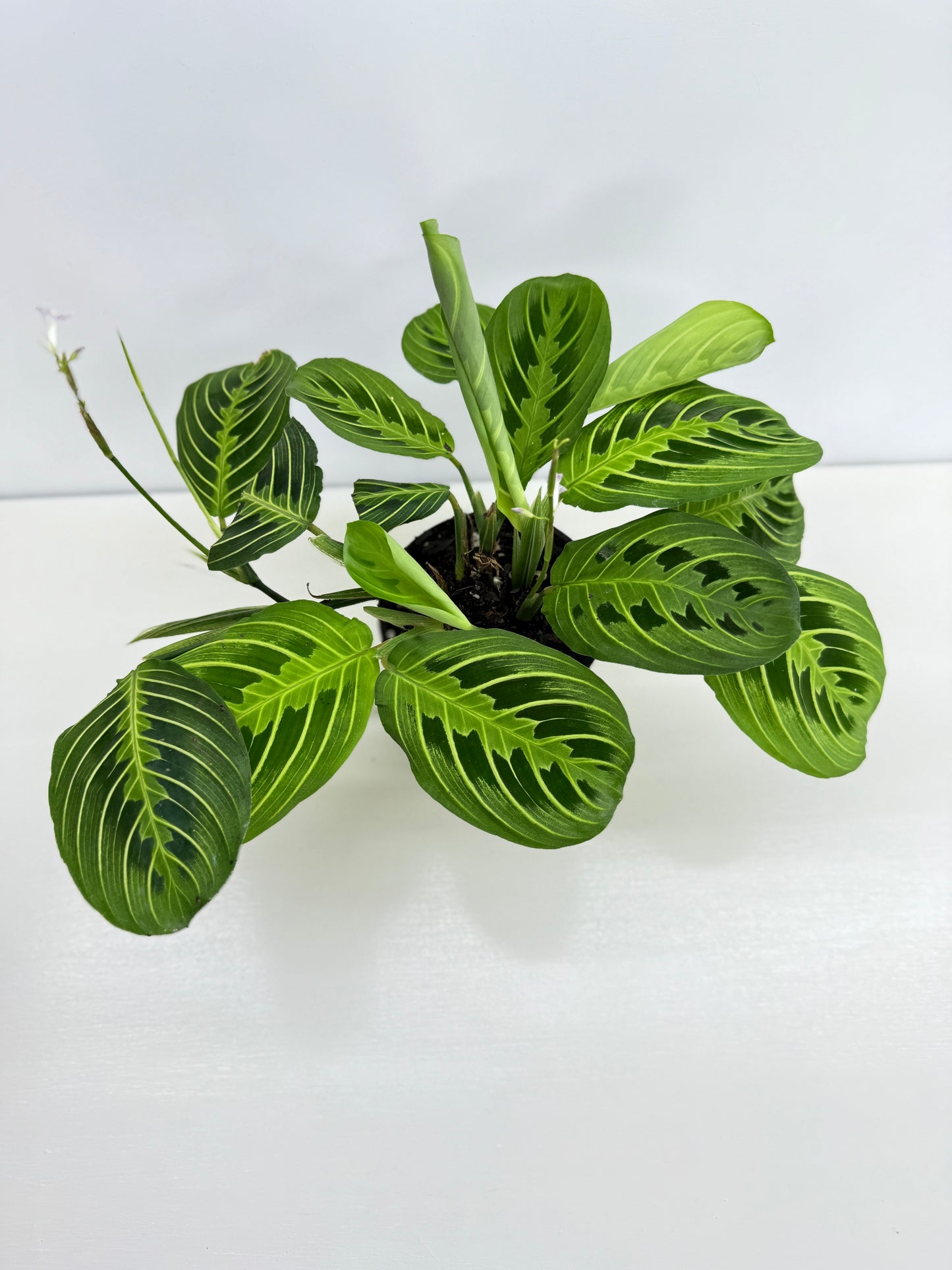 Maranta leuconeura Lemon Lime Z74