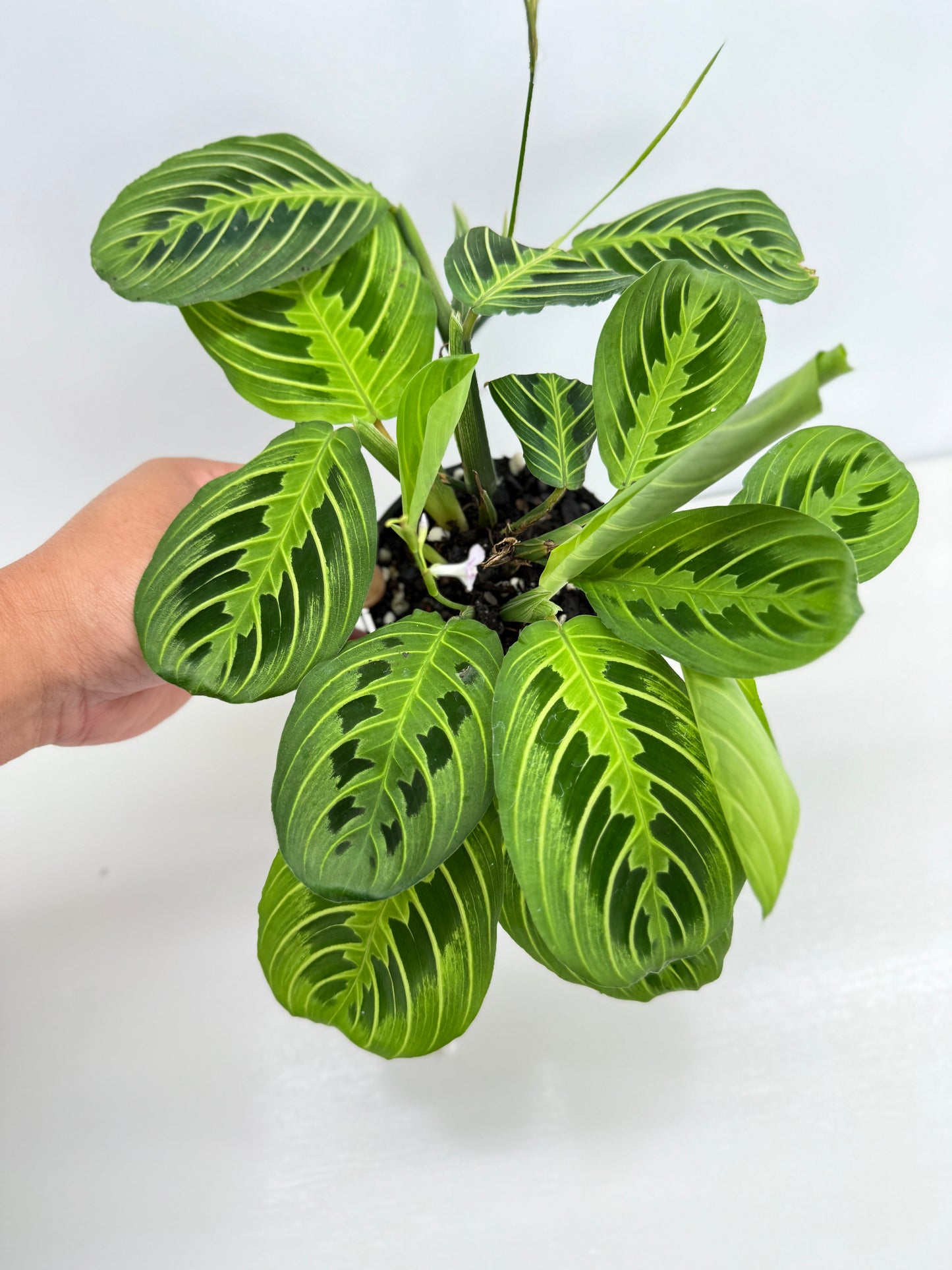 Maranta leuconeura Lemon Lime Z74