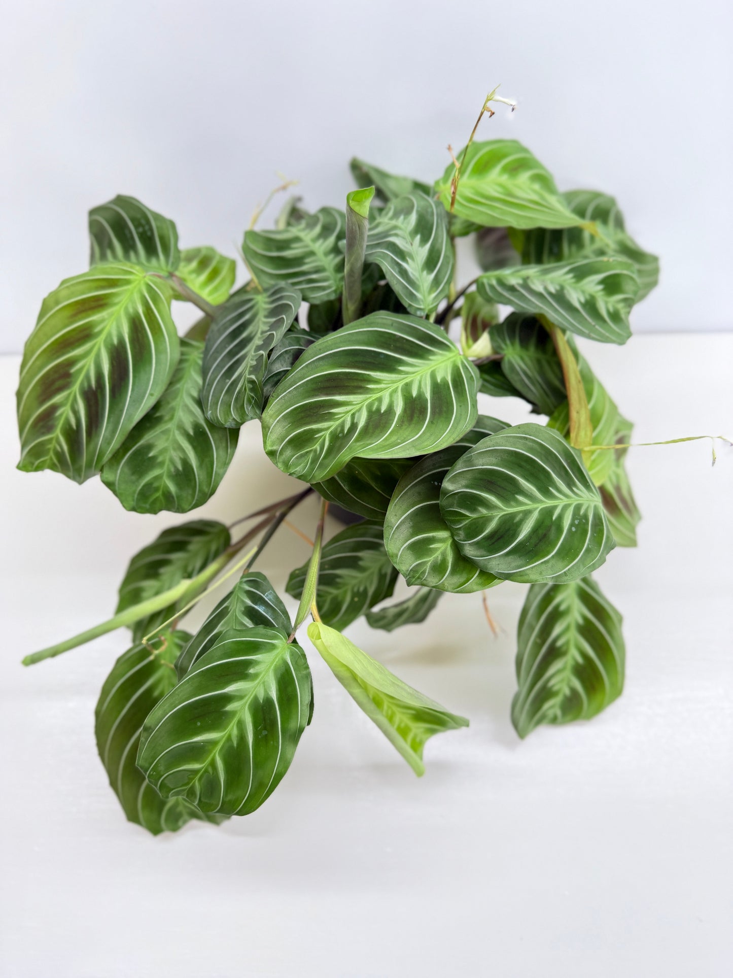 Maranta leuconeura 'Massangeana' (Black Prayer Plant) Z75