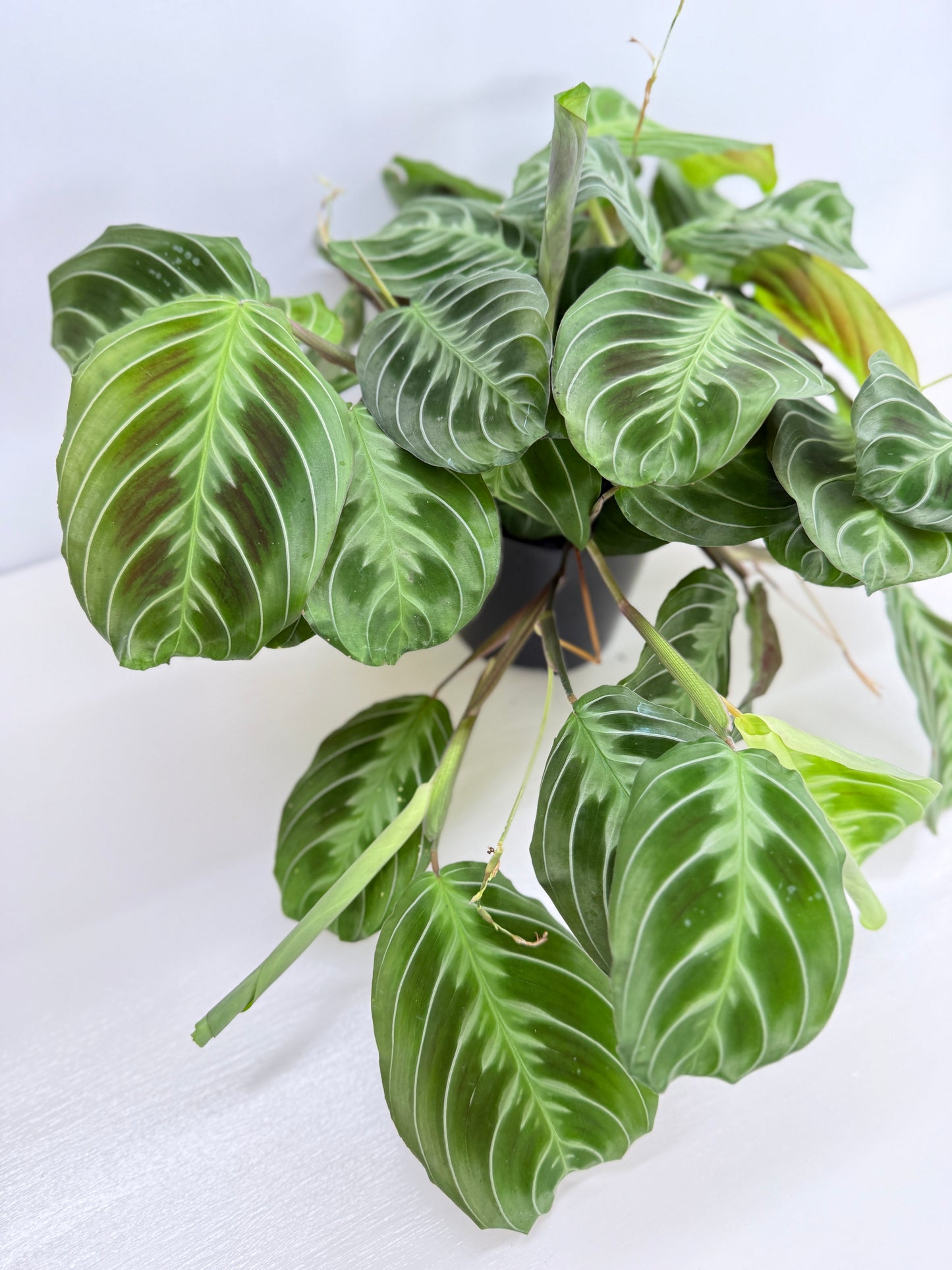 Maranta leuconeura 'Massangeana' (Black Prayer Plant) Z75