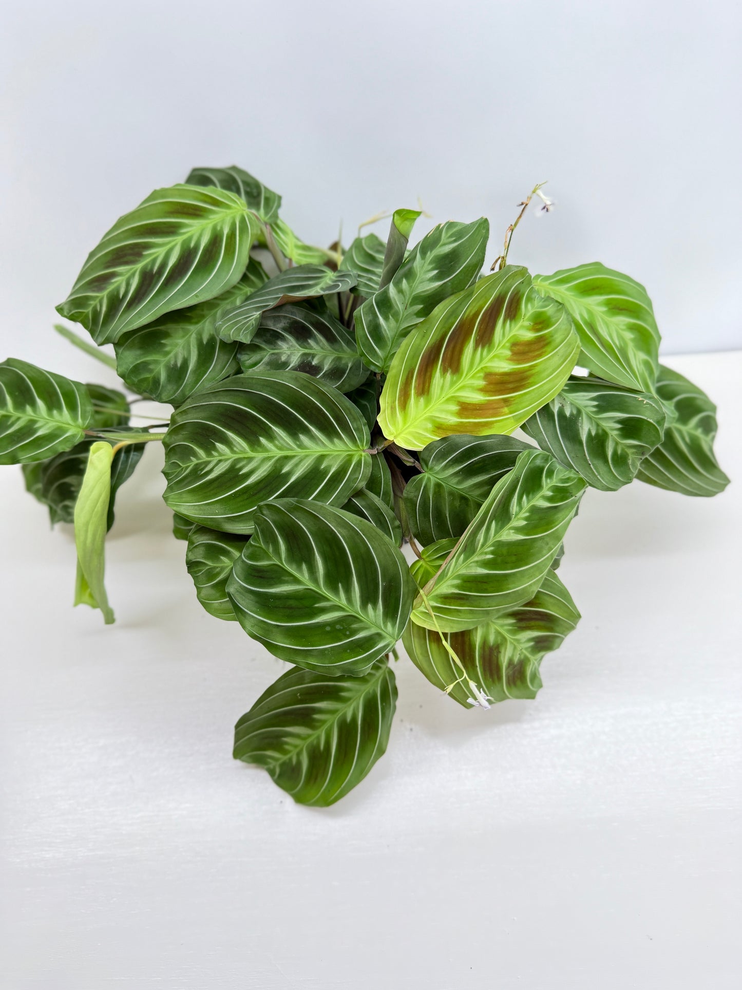 Maranta leuconeura 'Massangeana' (Black Prayer Plant) Z75
