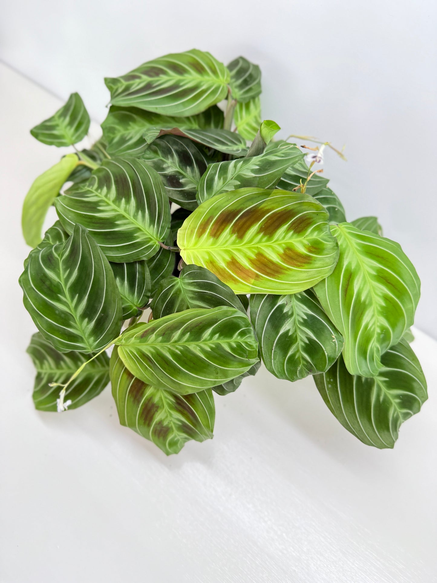Maranta leuconeura 'Massangeana' (Black Prayer Plant) Z75