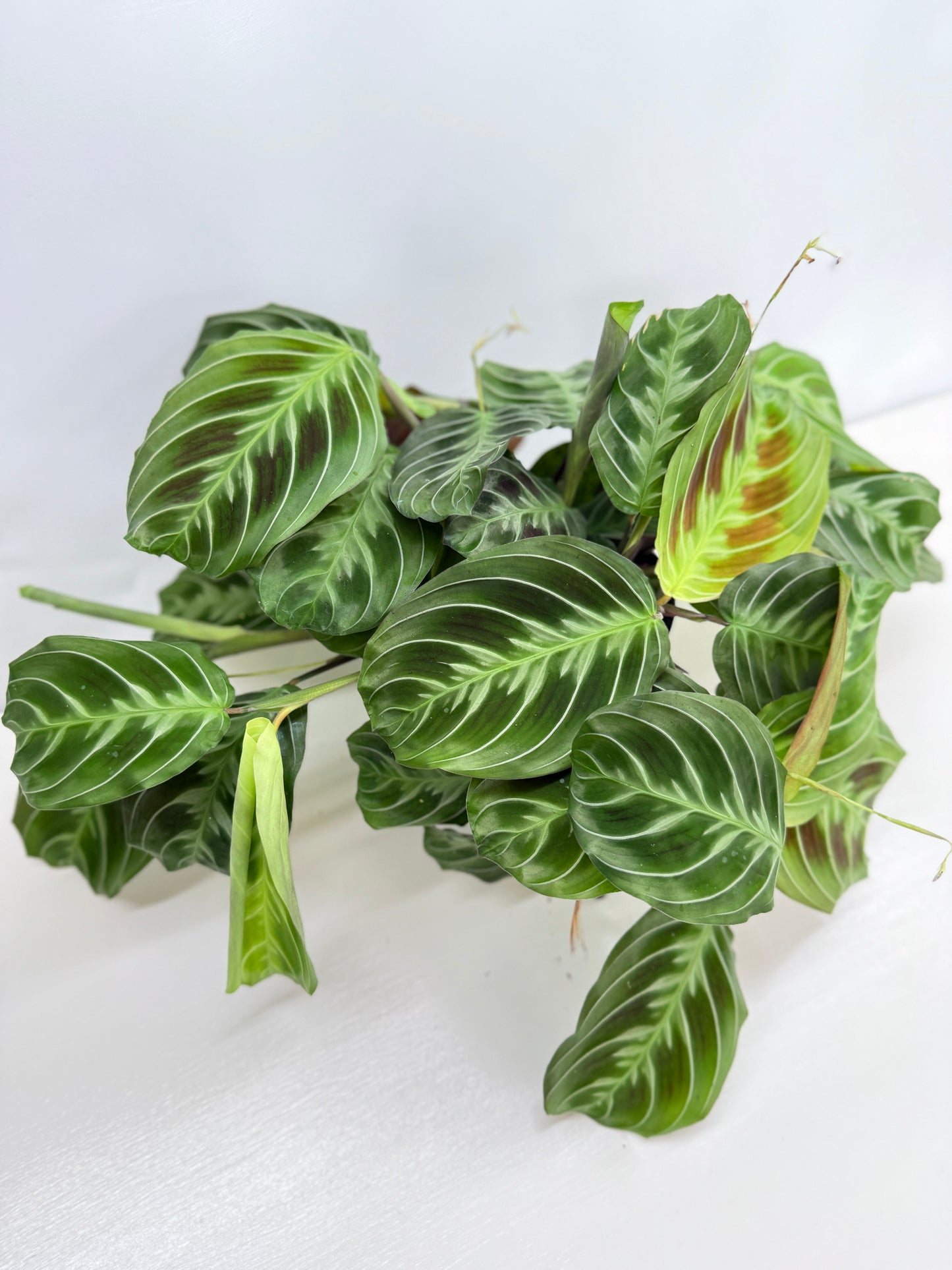 Maranta leuconeura 'Massangeana' (Black Prayer Plant) Z75