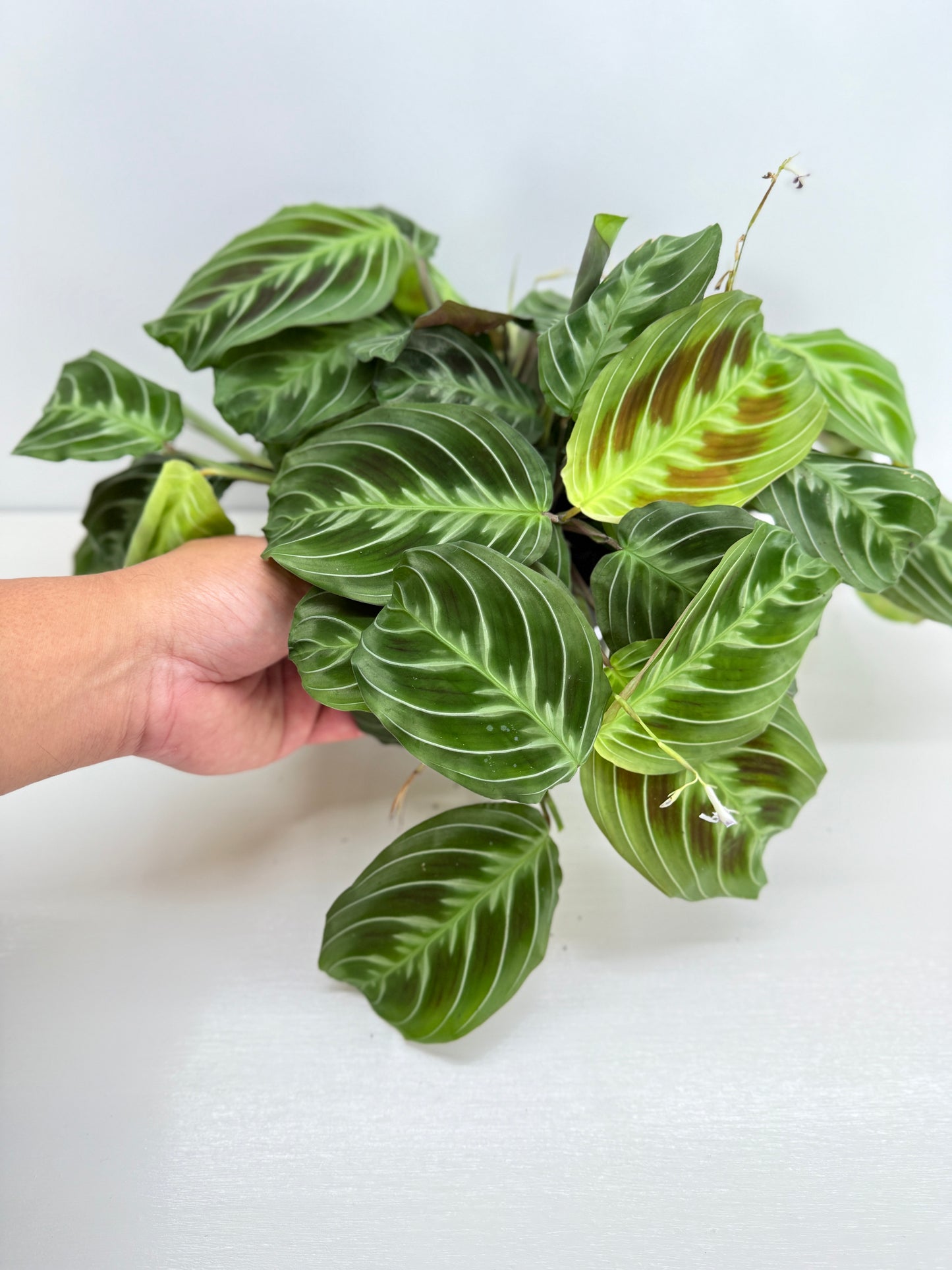 Maranta leuconeura 'Massangeana' (Black Prayer Plant) Z75
