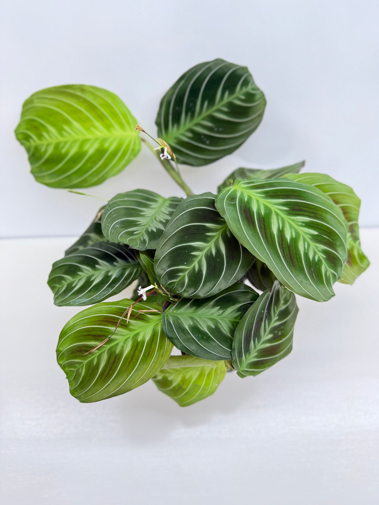 Maranta leuconeura 'Massangeana' (Black Prayer Plant) Z76