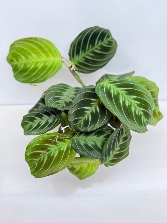 Maranta leuconeura 'Massangeana' (Black Prayer Plant) Z76