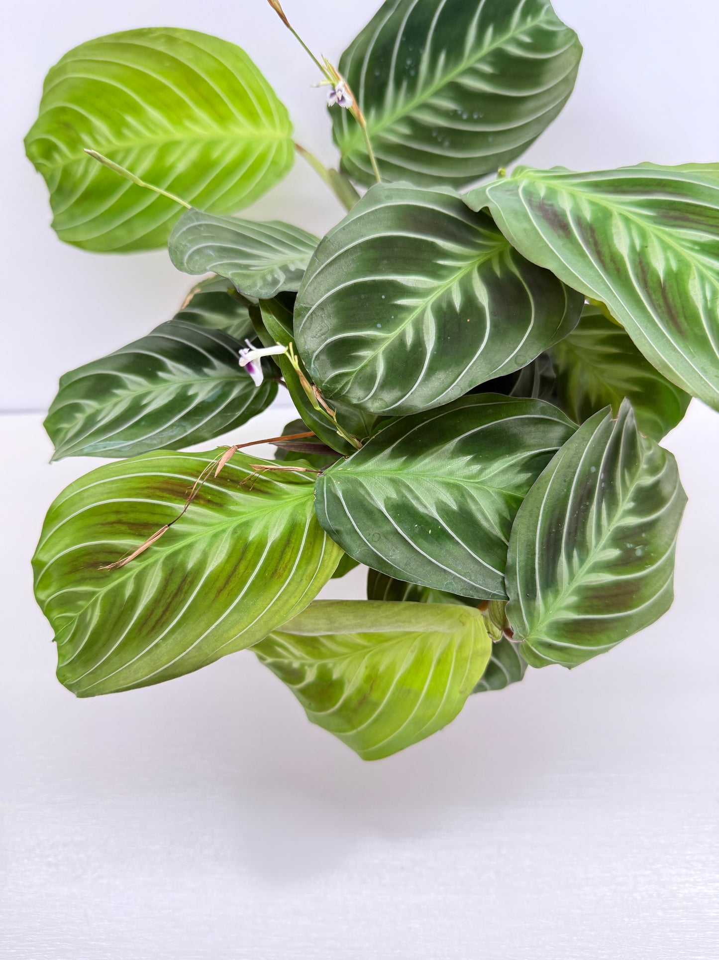 Maranta leuconeura 'Massangeana' (Black Prayer Plant) Z76