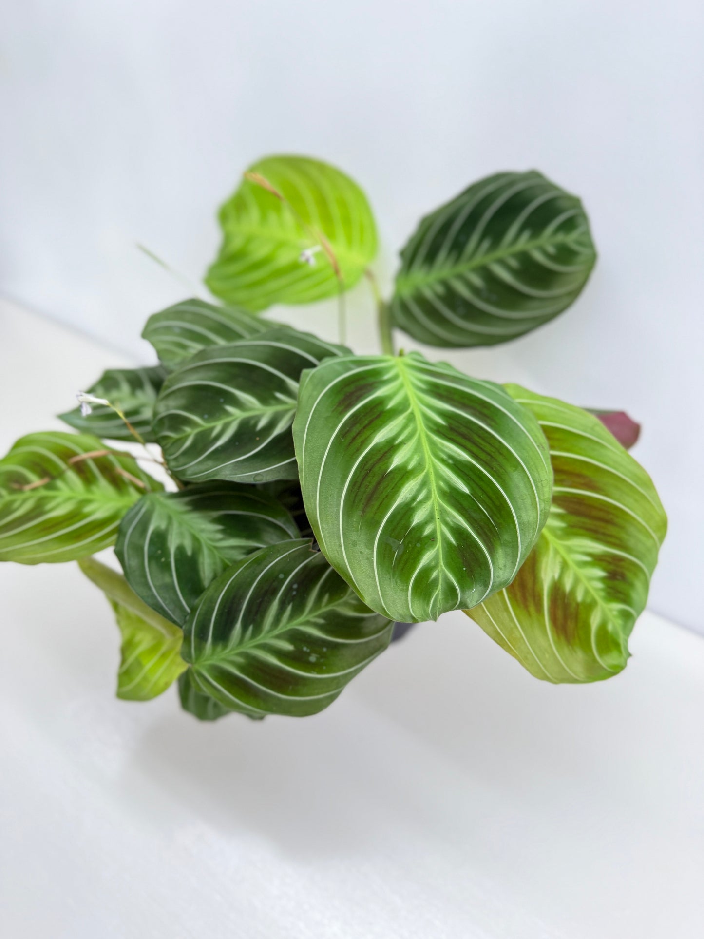 Maranta leuconeura 'Massangeana' (Black Prayer Plant) Z76