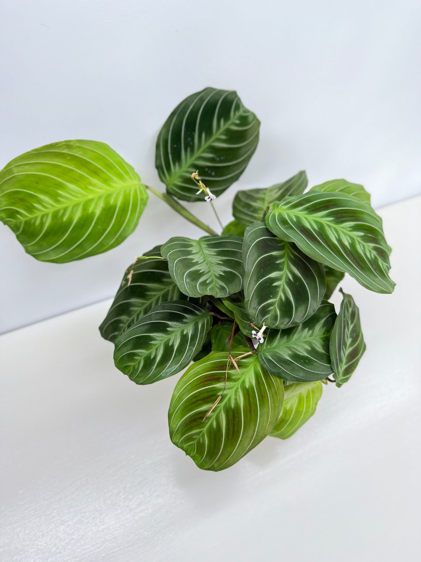 Maranta leuconeura 'Massangeana' (Black Prayer Plant) Z76