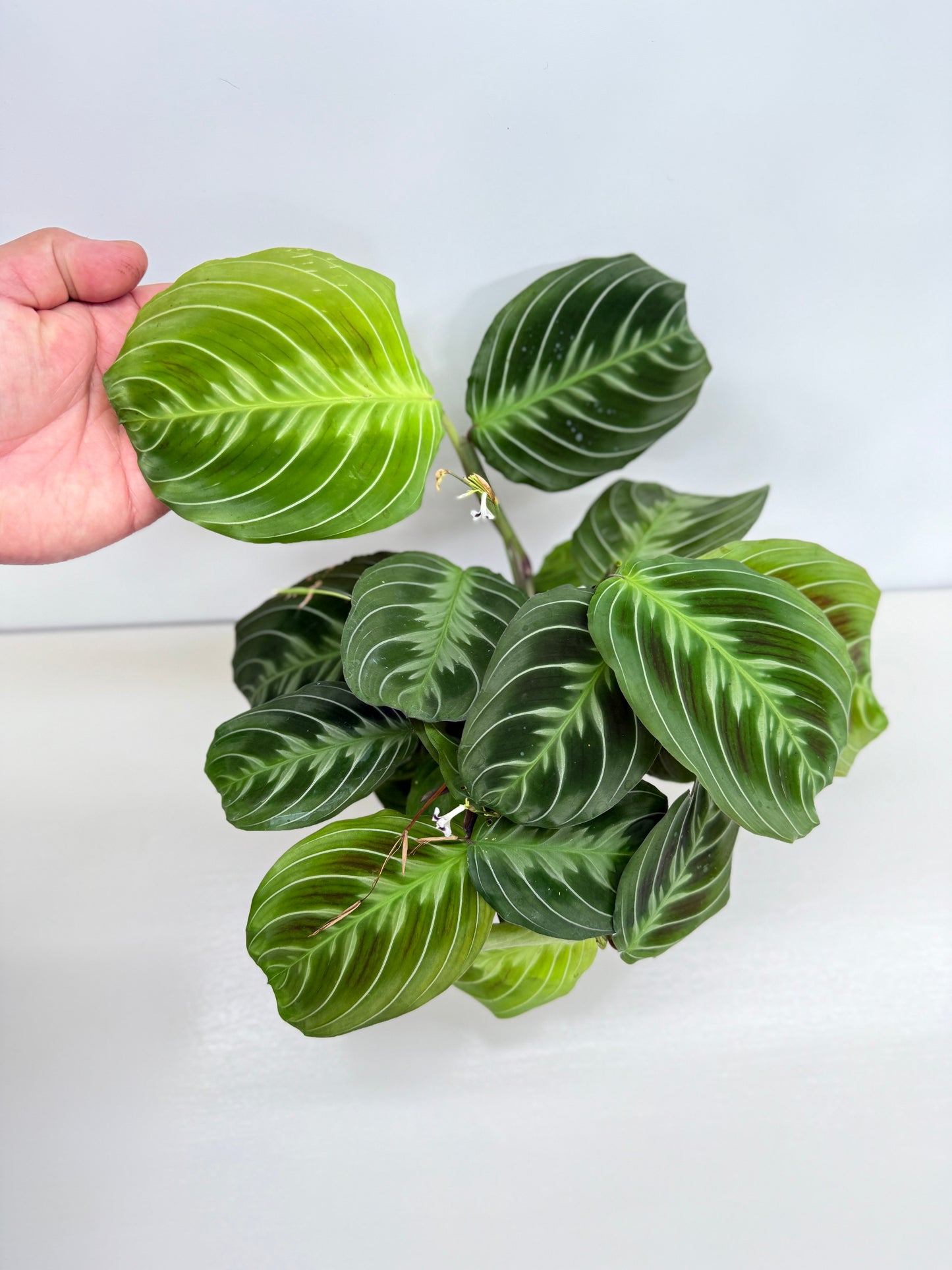 Maranta leuconeura 'Massangeana' (Black Prayer Plant) Z76