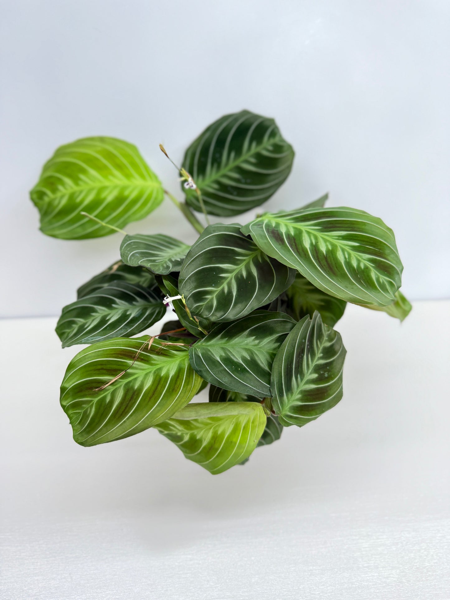 Maranta leuconeura 'Massangeana' (Black Prayer Plant) Z76